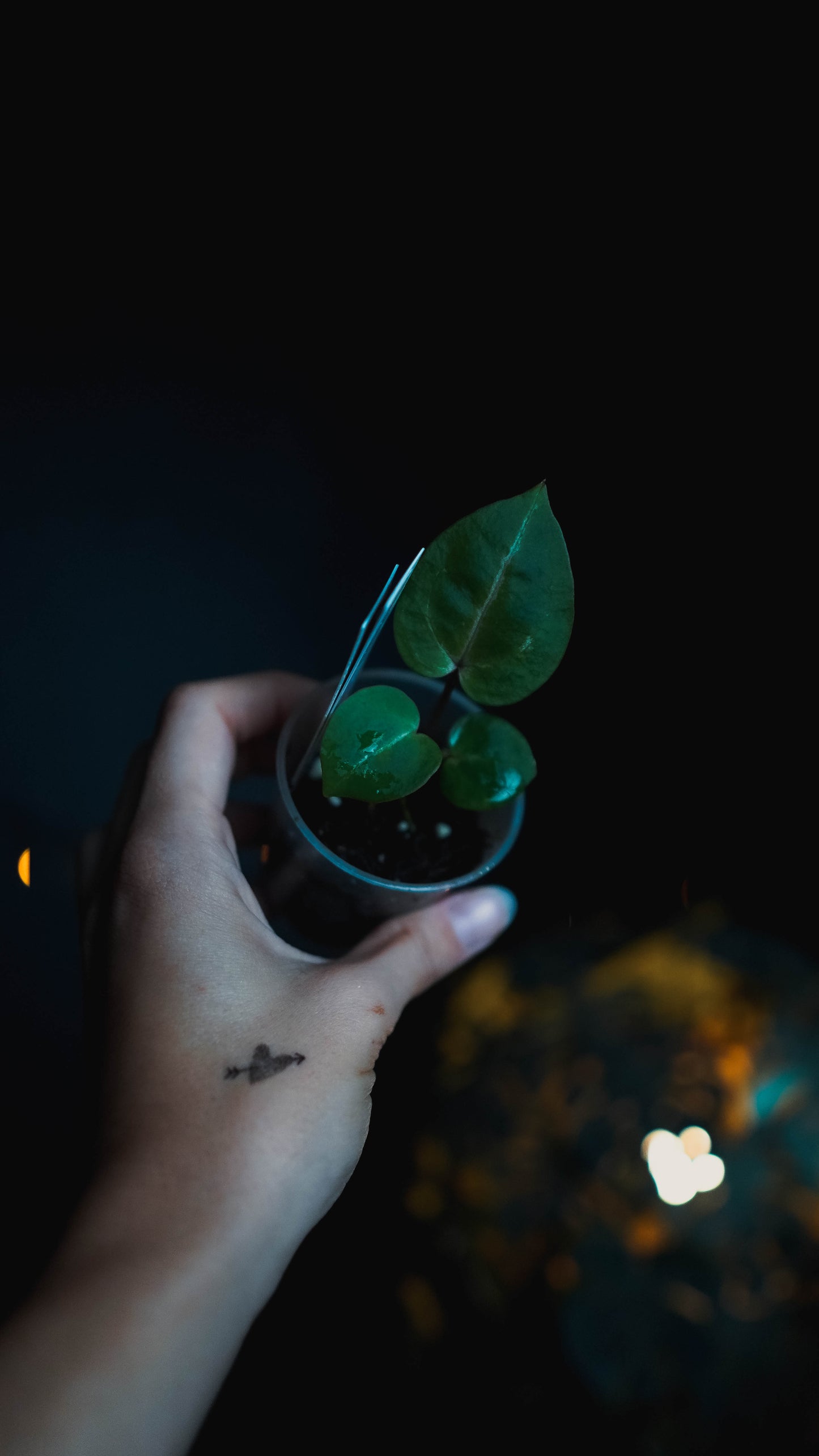 Anthurium Michelle x self