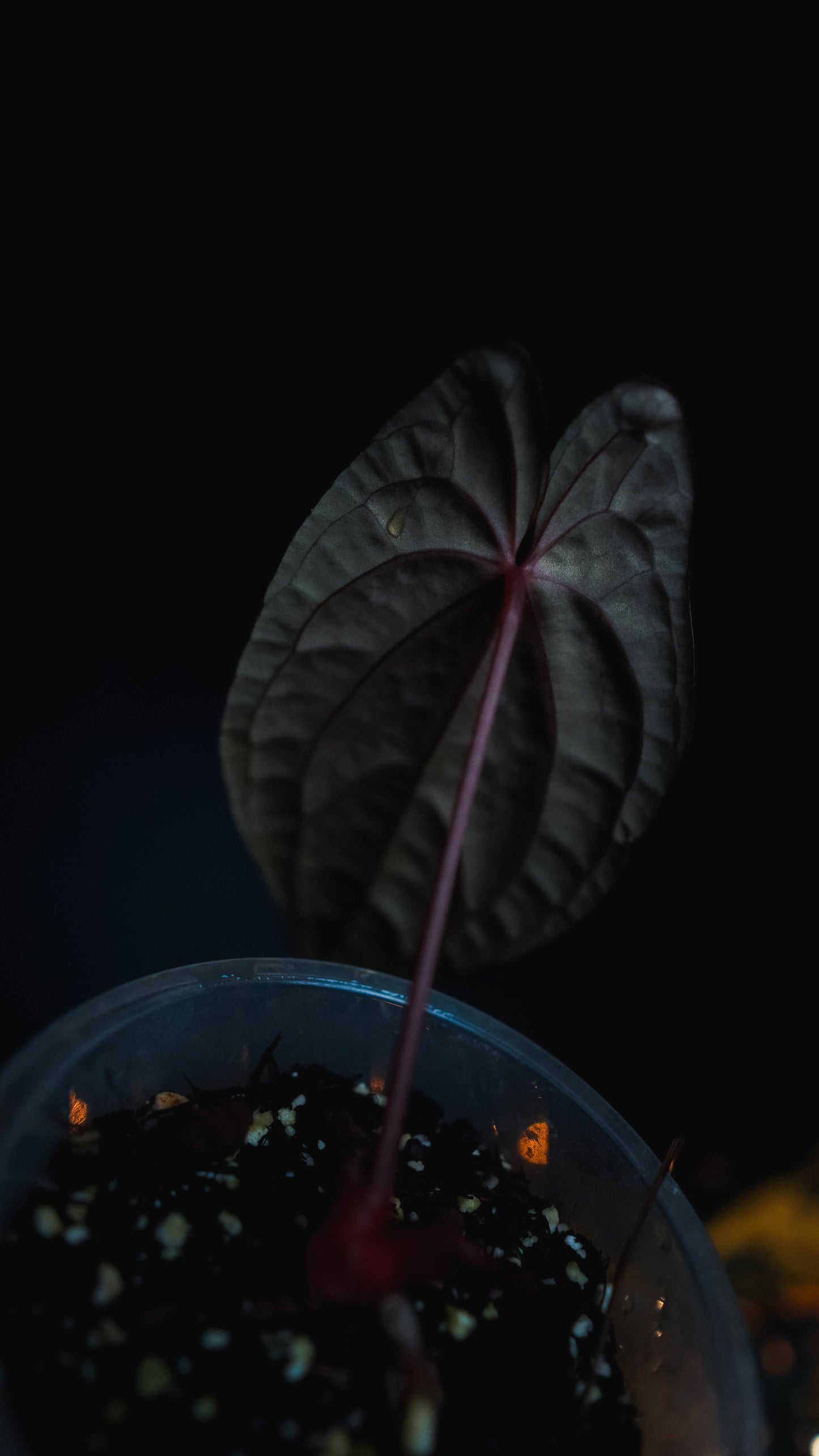 Anthurium RVDP