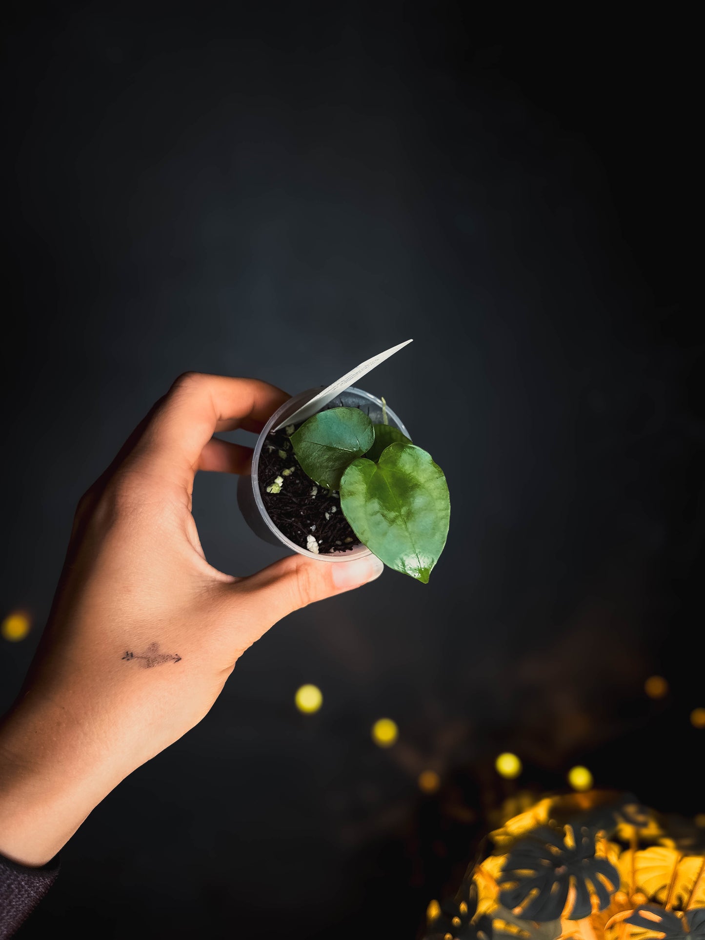 Anthurium (Debile x Papillilaminum) M2 self