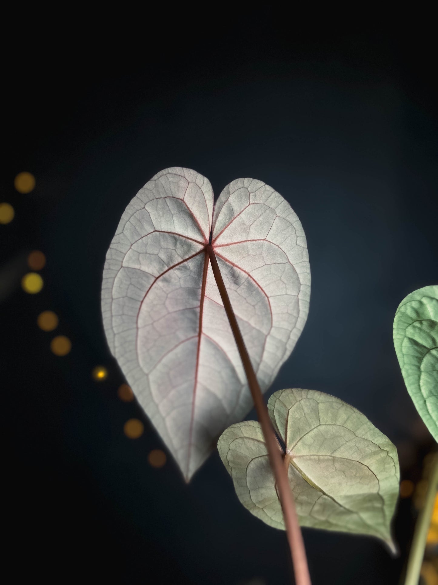 Anthurium Golden Sunrise x RVDP