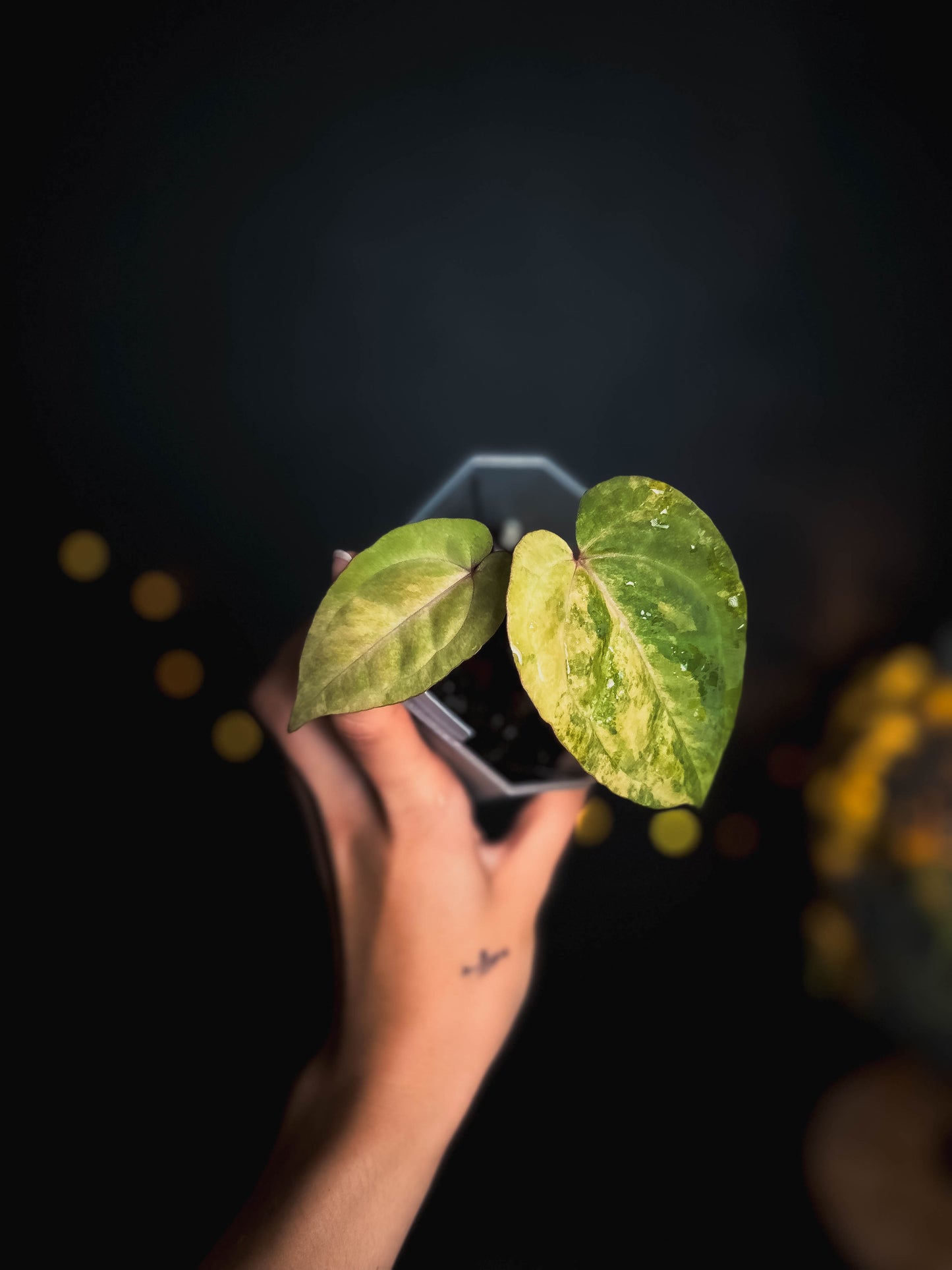 Anthurium Golden Sunrise x RVDP varigated