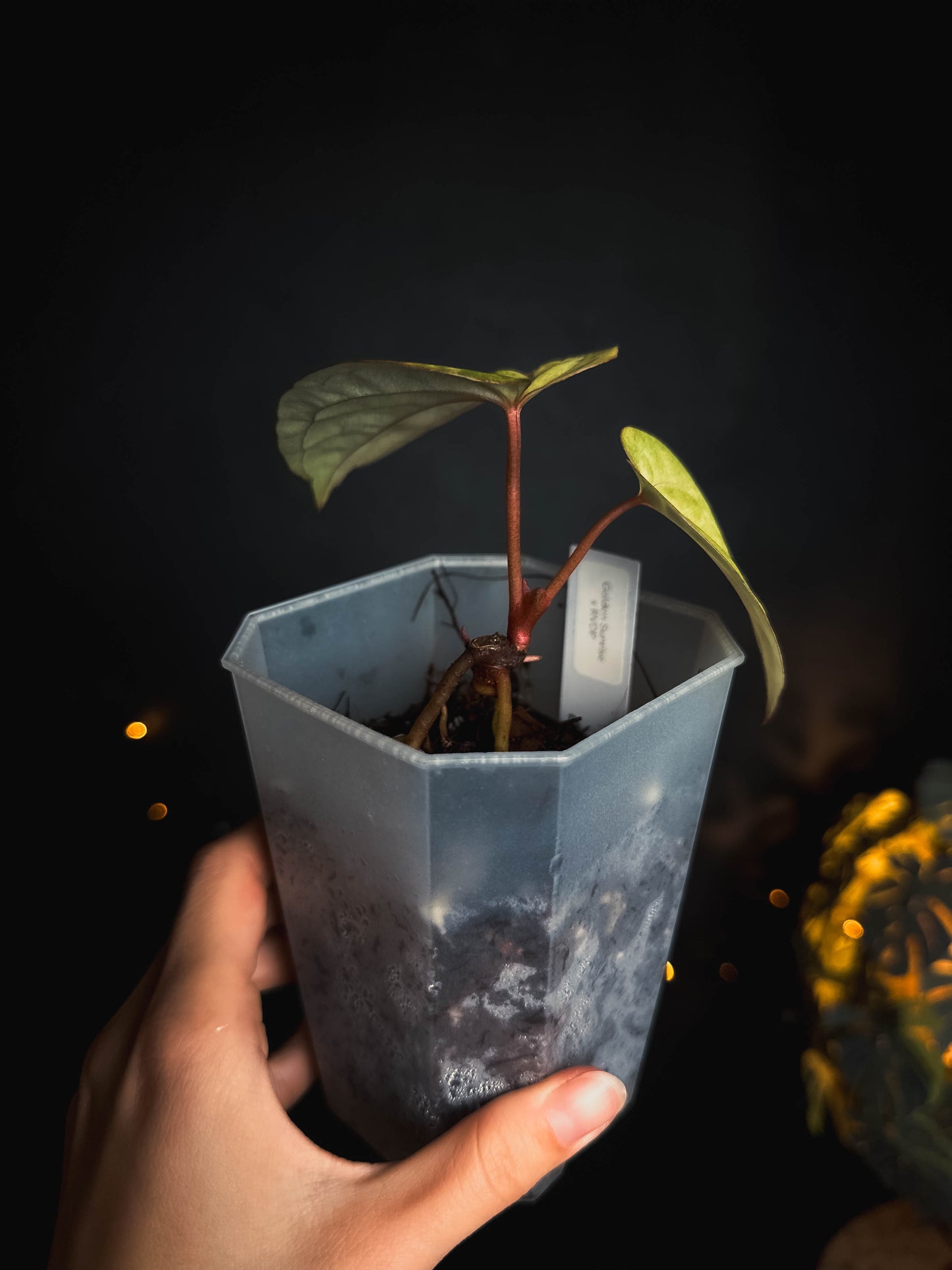Anthurium Golden Sunrise x RVDP varigated