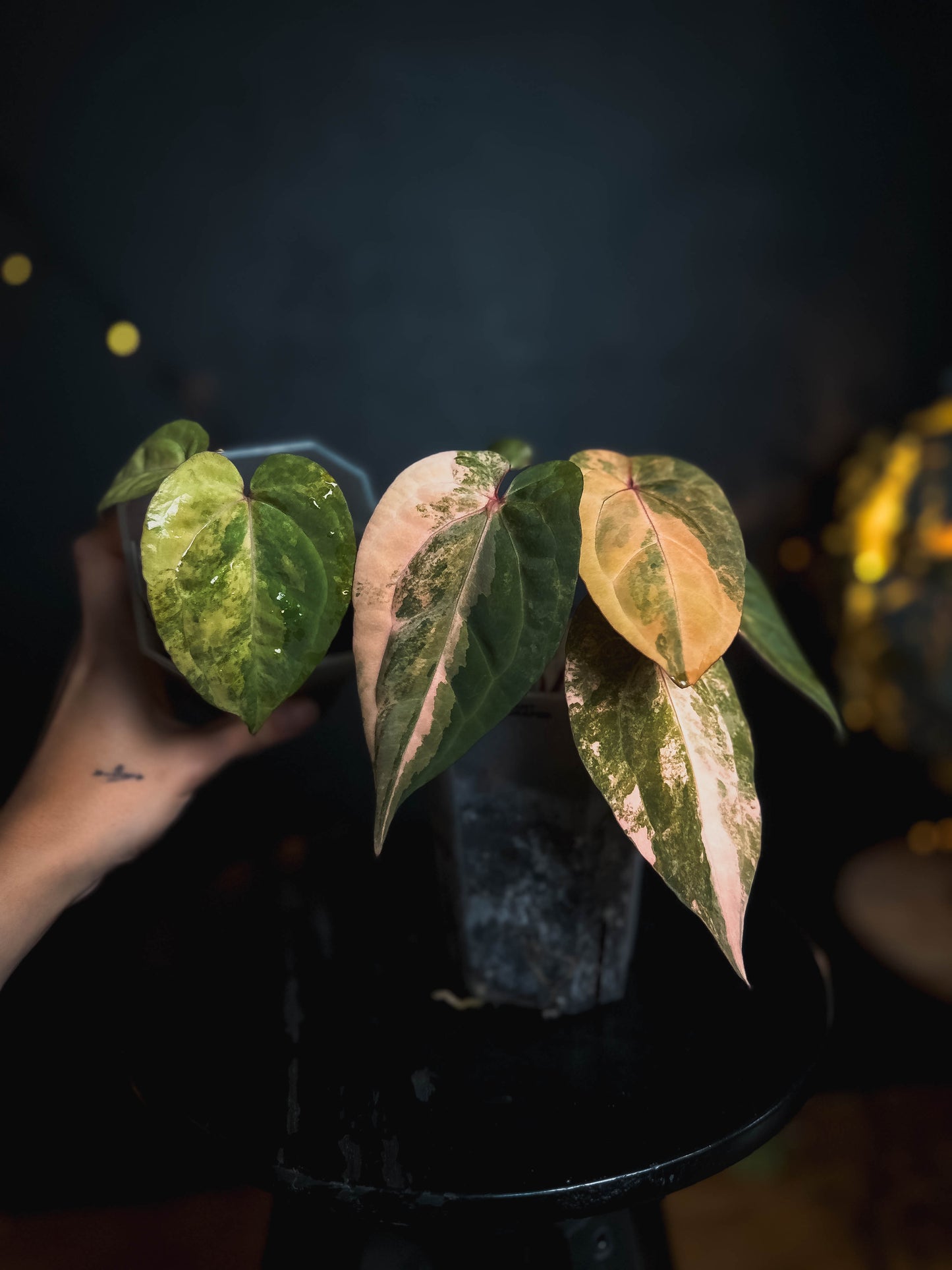 Anthurium Golden Sunrise x RVDP varigated