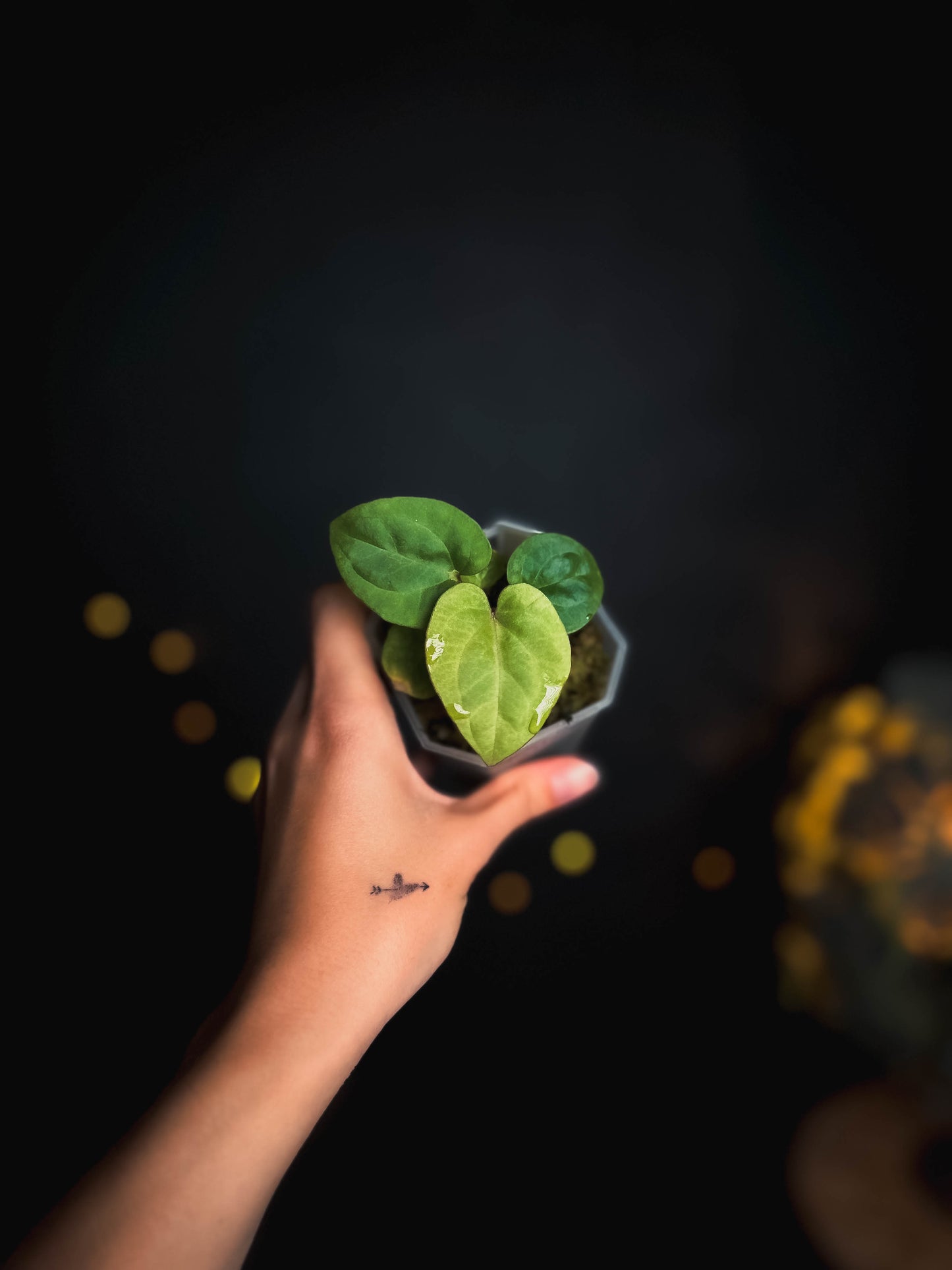 Anthurium Kunayalense PM5 x PM3 clone