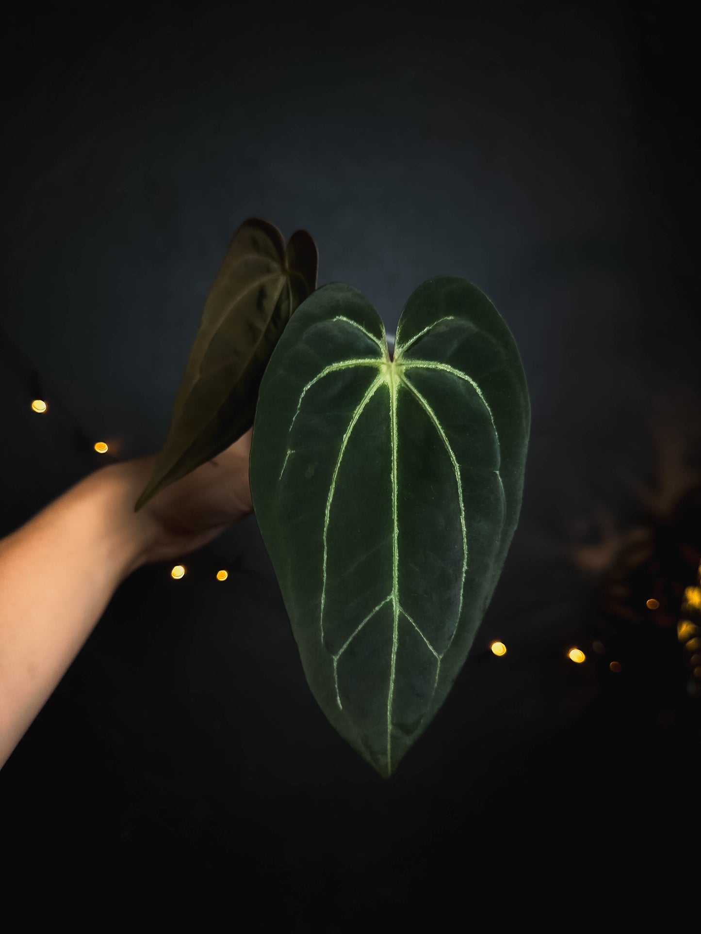 Anthurium Magnificum - stripey shape
