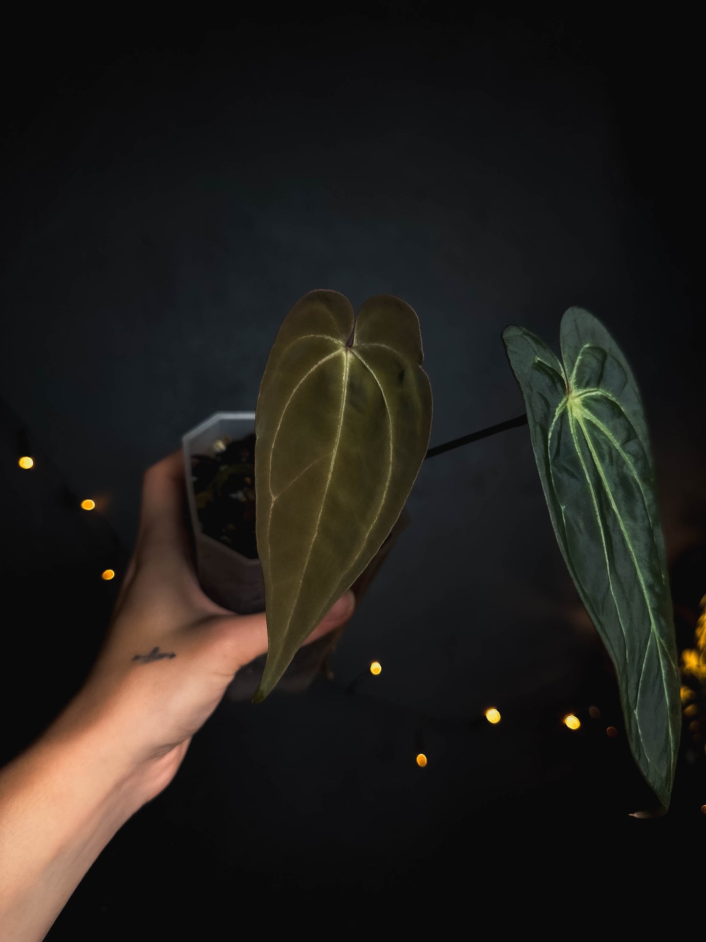 Anthurium Magnificum - stripey shape