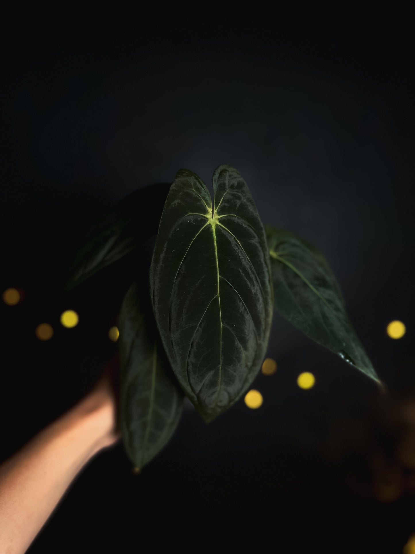 Anthurium papillilaminum old Indonesian cultivar