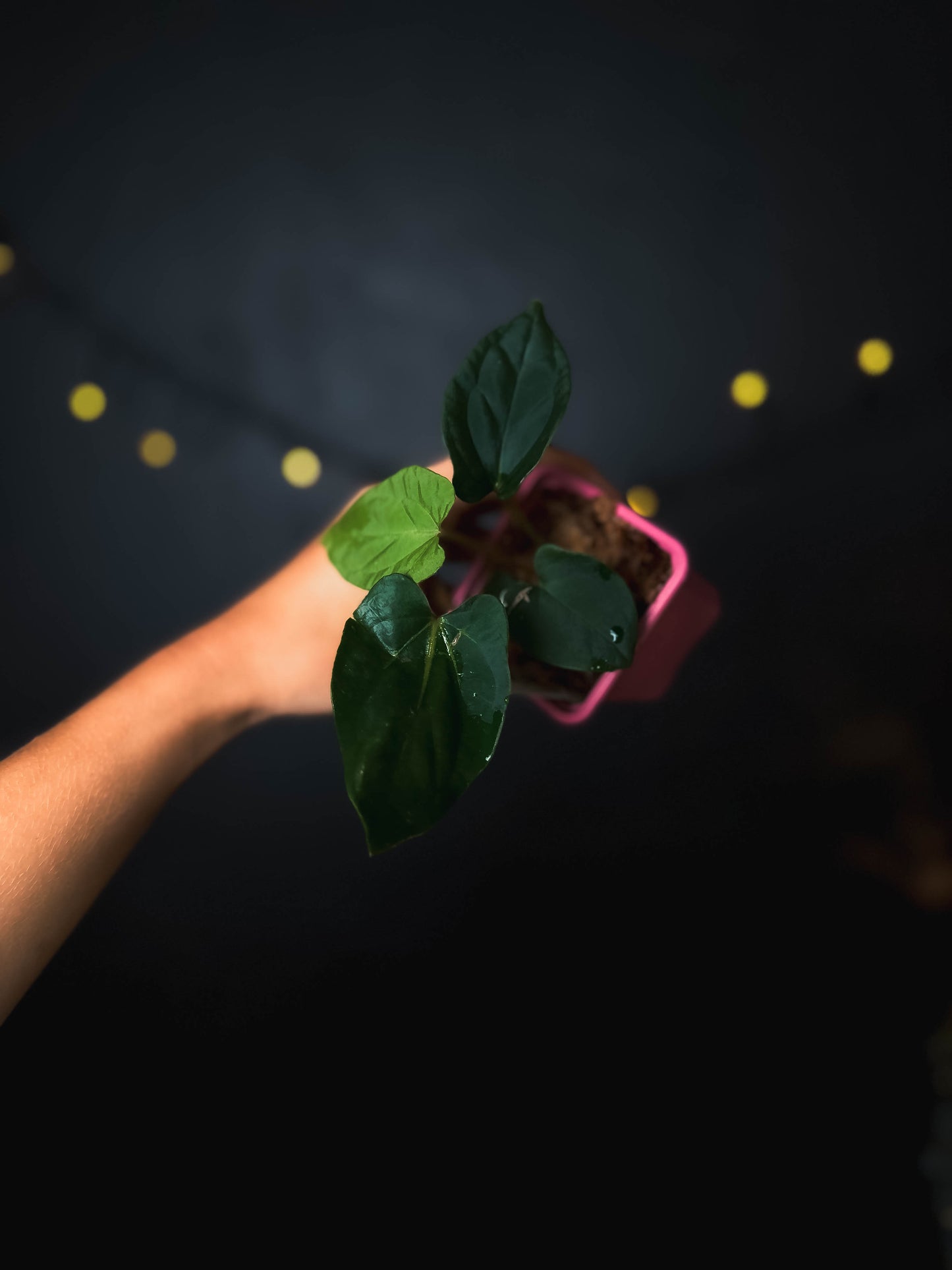 Anthurium kunayalense x (BVEP x RVDP) - The Lonely Sanctuary