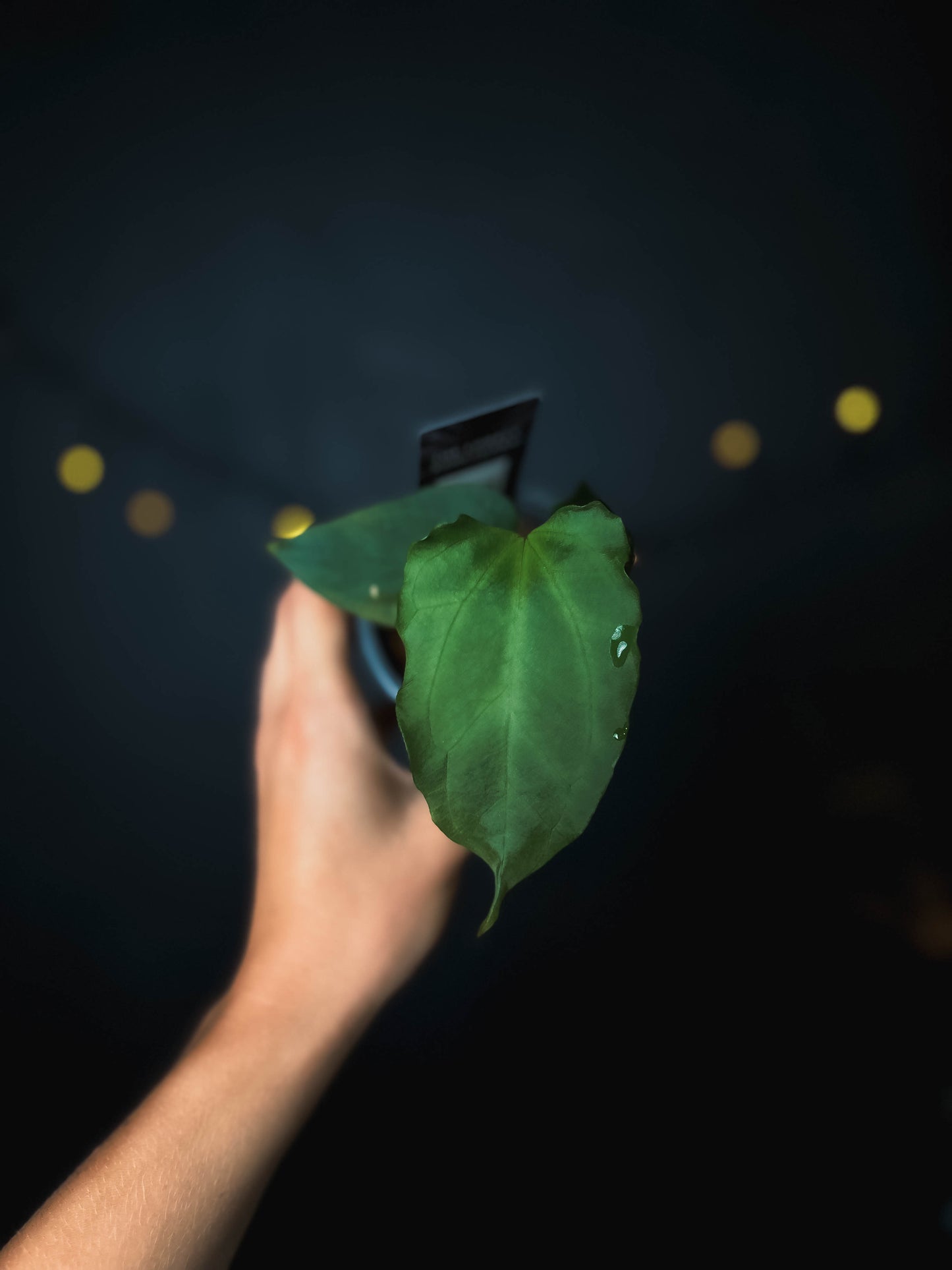 Anthurium Indo portillae x BVEP - The Lonely Sanctuary