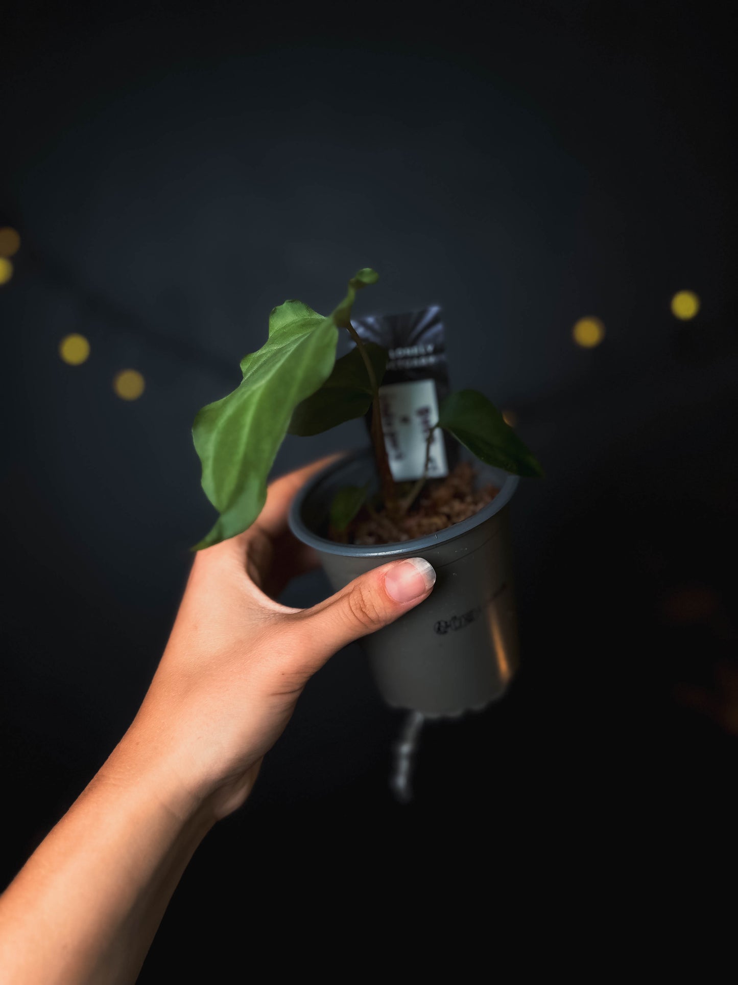 Anthurium Indo portillae x BVEP - The Lonely Sanctuary