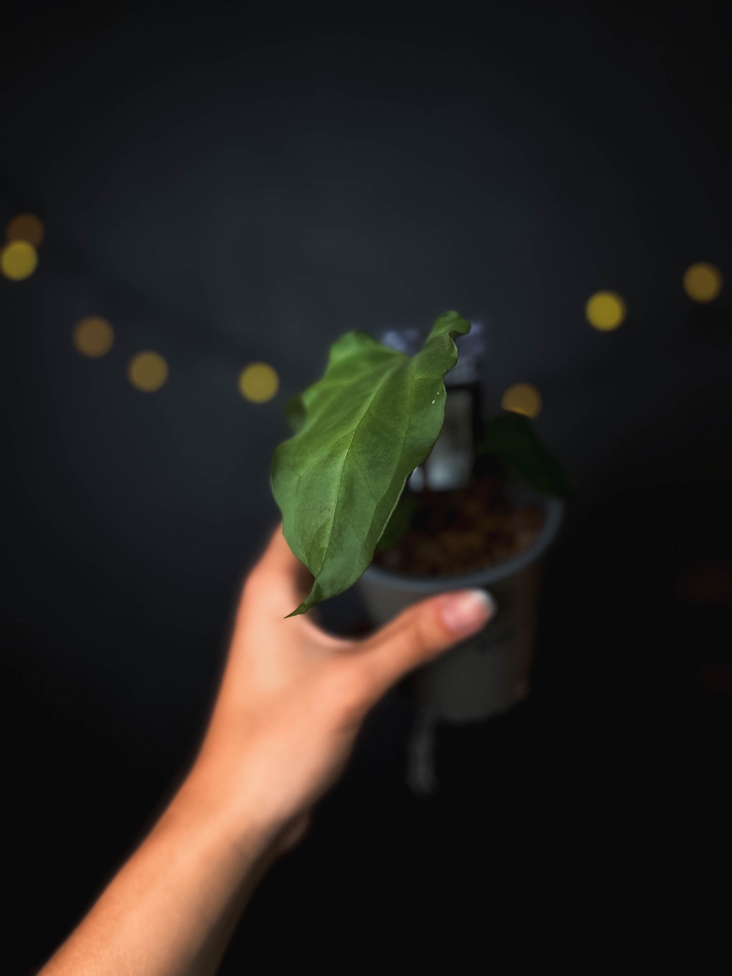 Anthurium Indo portillae x BVEP - The Lonely Sanctuary
