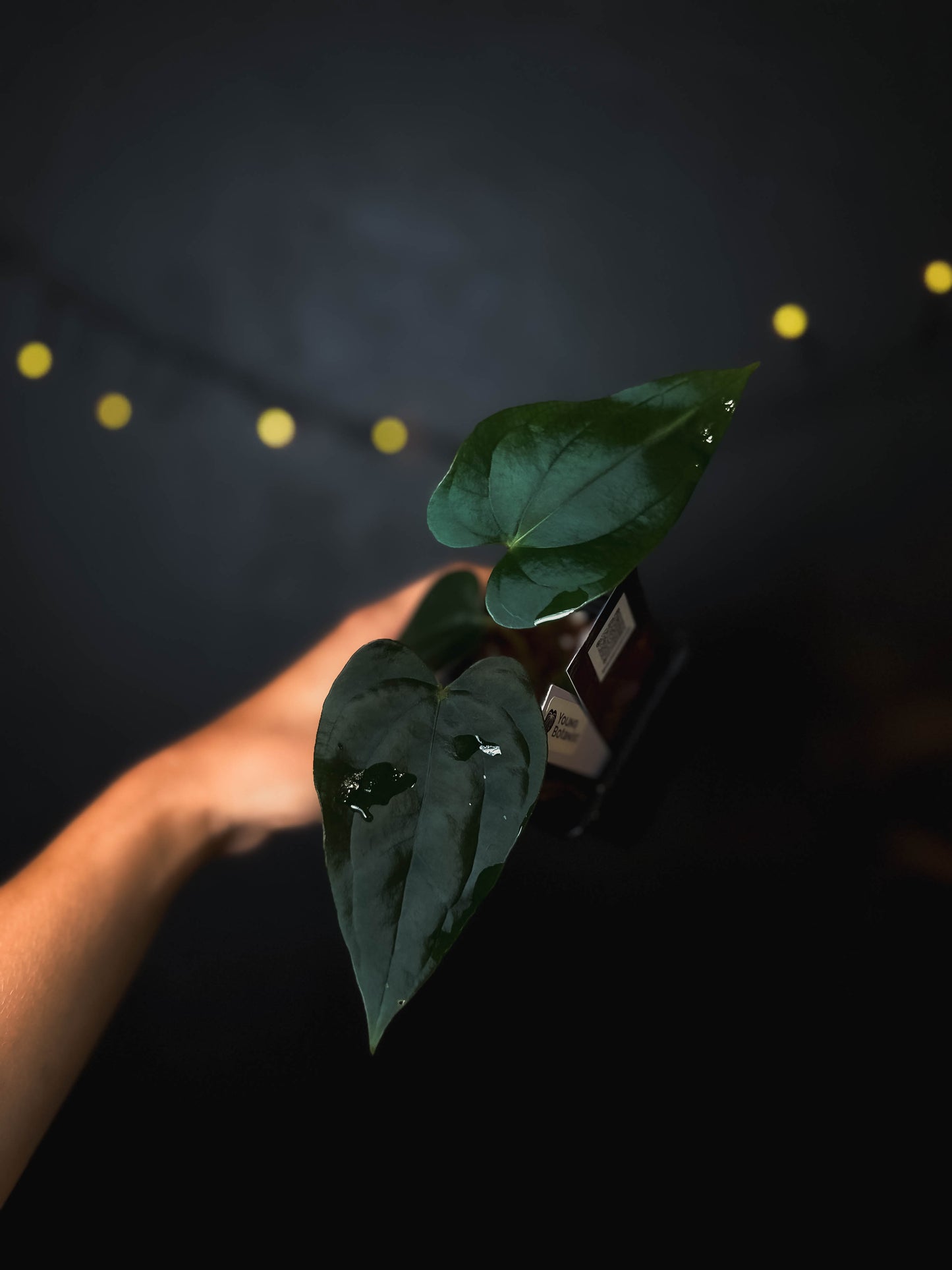 Anthurium cerrocampanense x dressleri RG - The Lonely Sanctuary