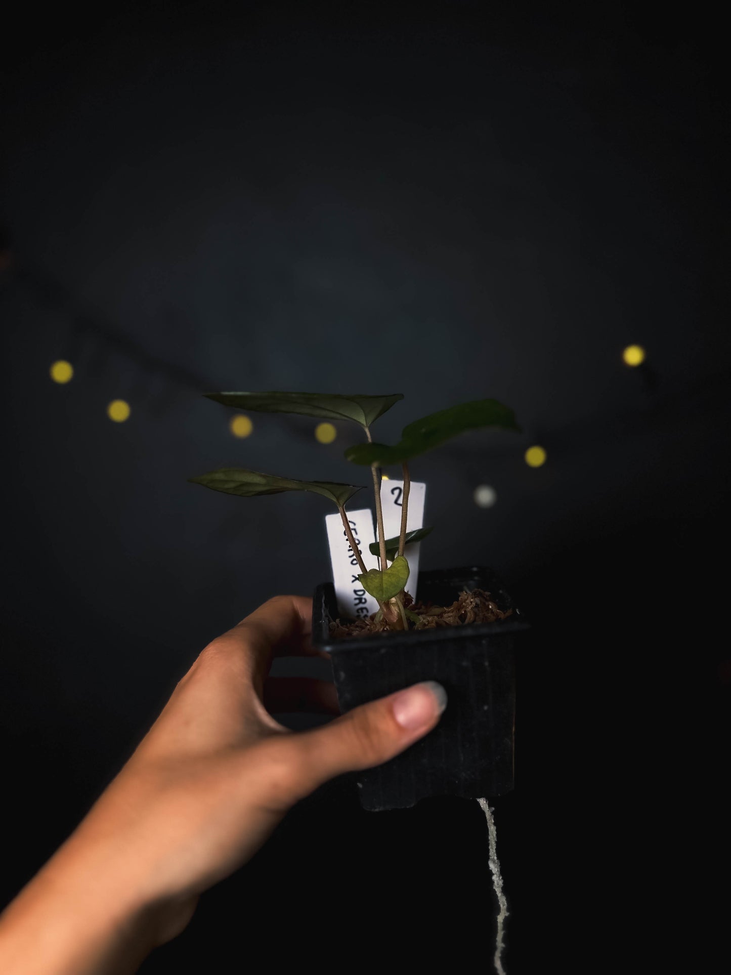 Anthurium cerrocampanense x dressleri RG - The Lonely Sanctuary