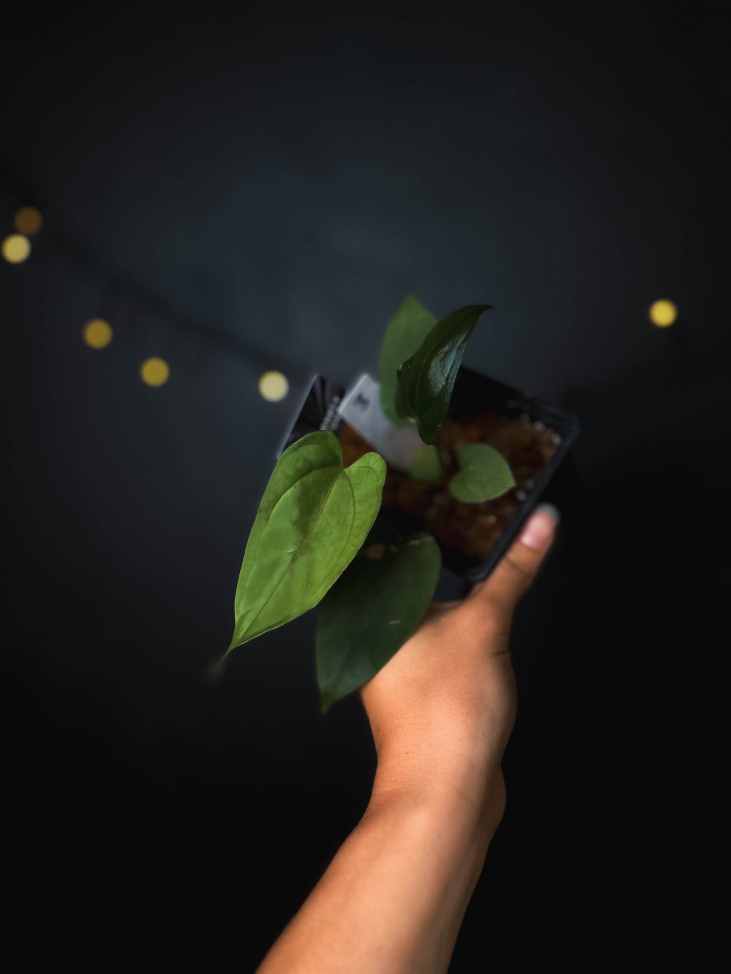 Anthurium cerrocampanense x dressleri RG - The Lonely Sanctuary