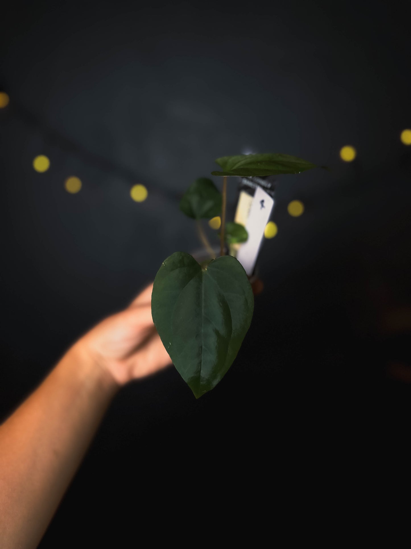 Anthurium cerrocampanense x dressleri RG - The Lonely Sanctuary