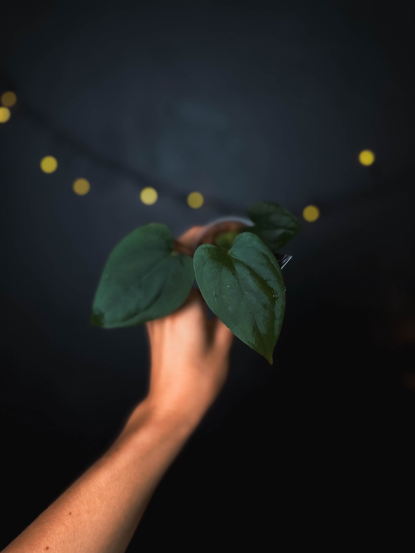 Anthurium cerrocampanense x dressleri RG - The Lonely Sanctuary