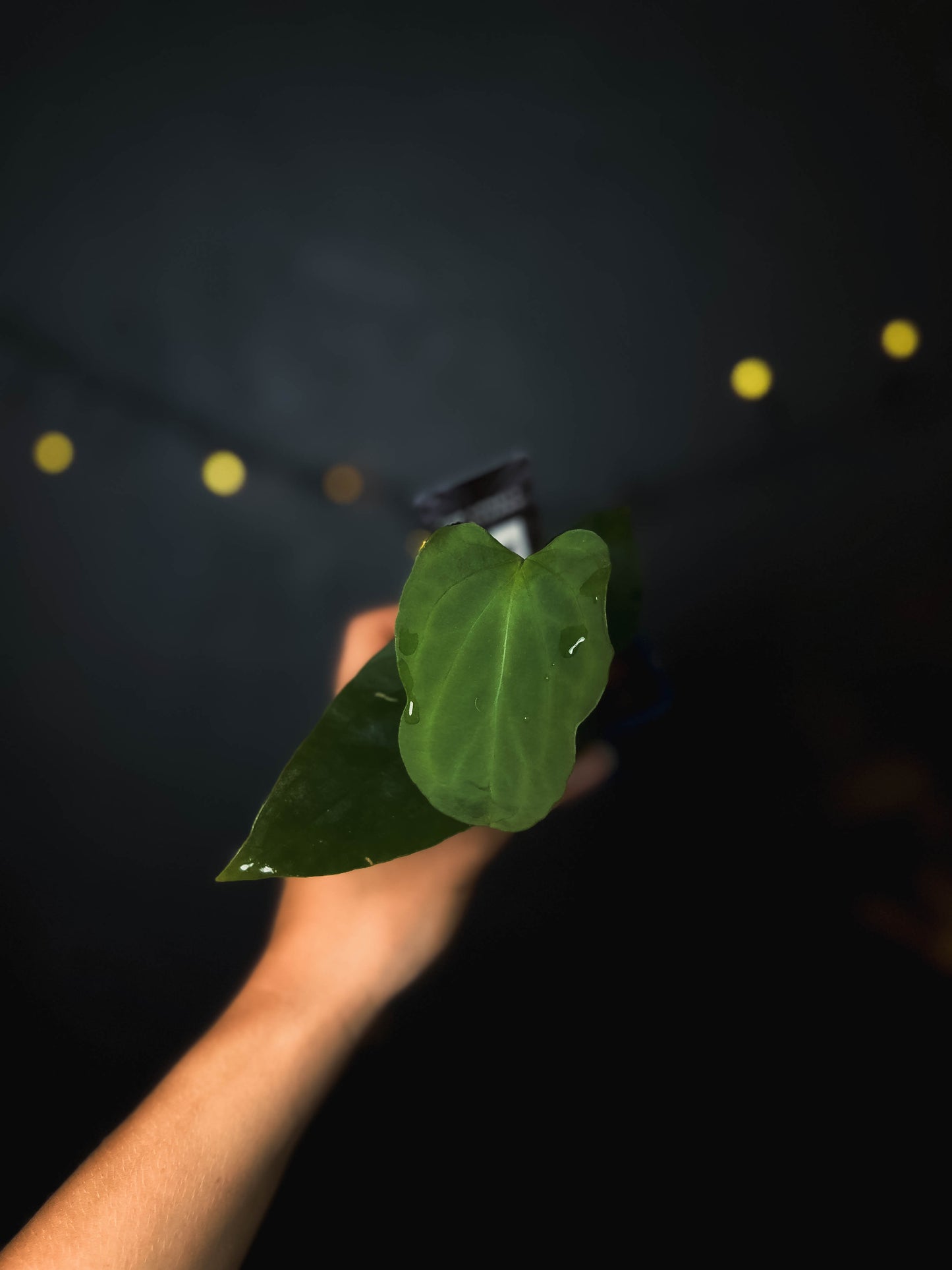 Anthurium Indo portillae x BVEP - The Lonely Sanctuary