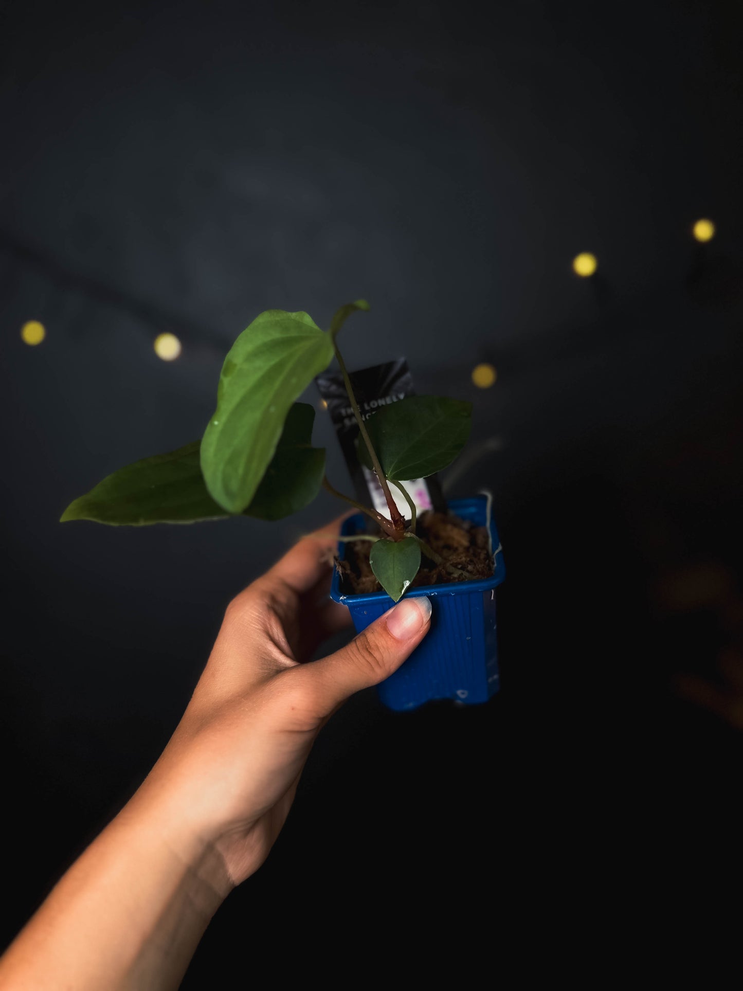 Anthurium Indo portillae x BVEP - The Lonely Sanctuary