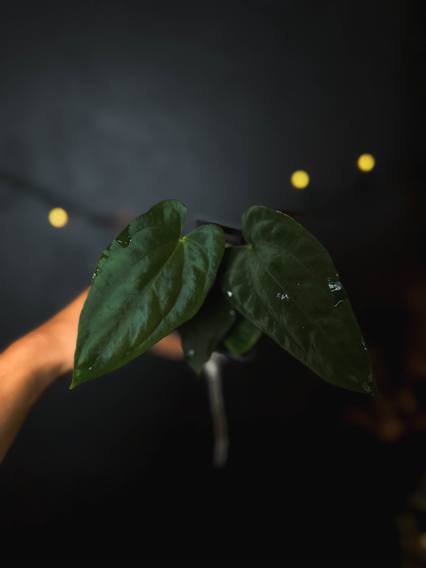 Anthurium Fort Sherman x dressleri RG - The Lonely Sanctuary