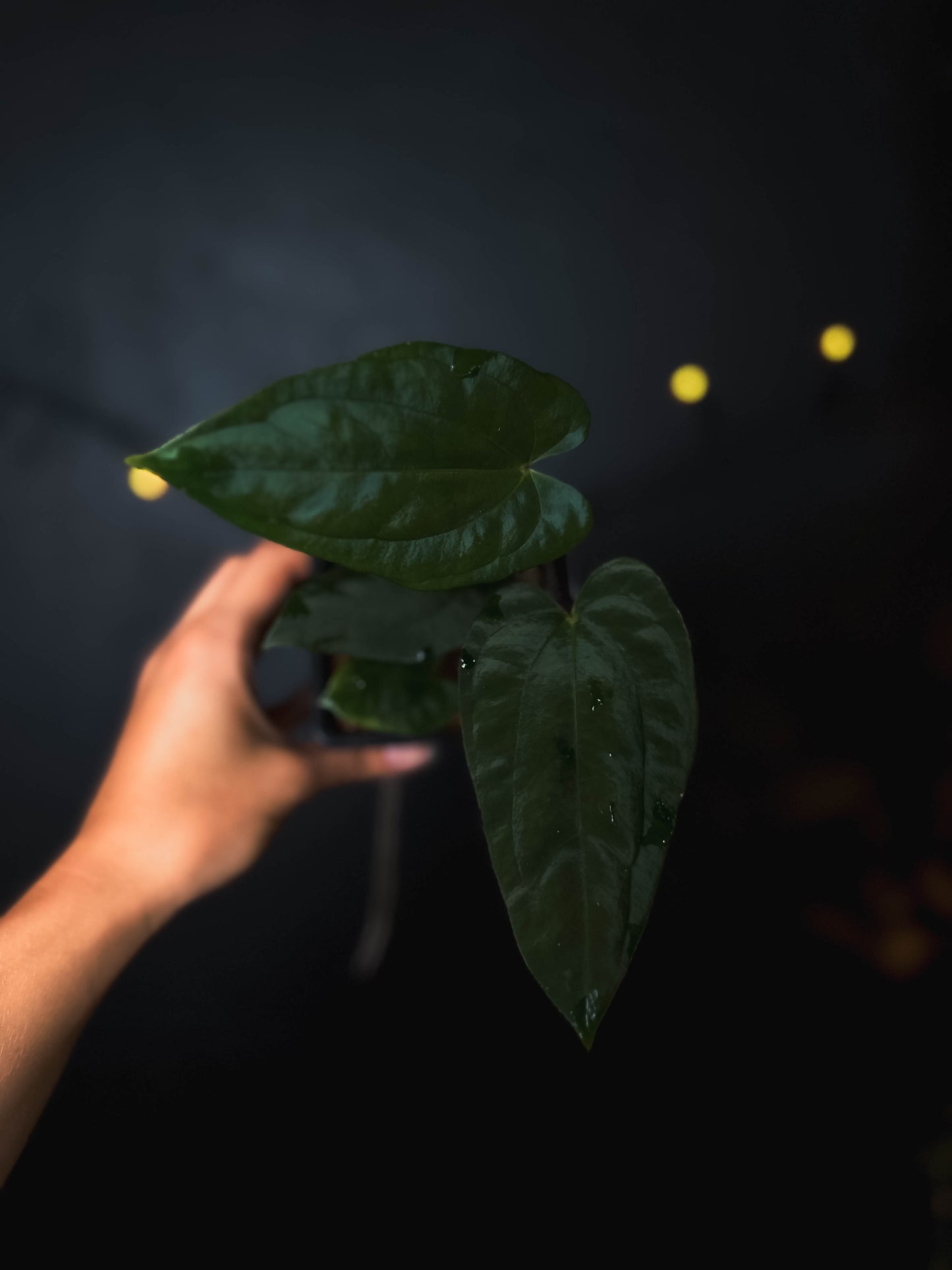 Anthurium Fort Sherman x dressleri RG - The Lonely Sanctuary