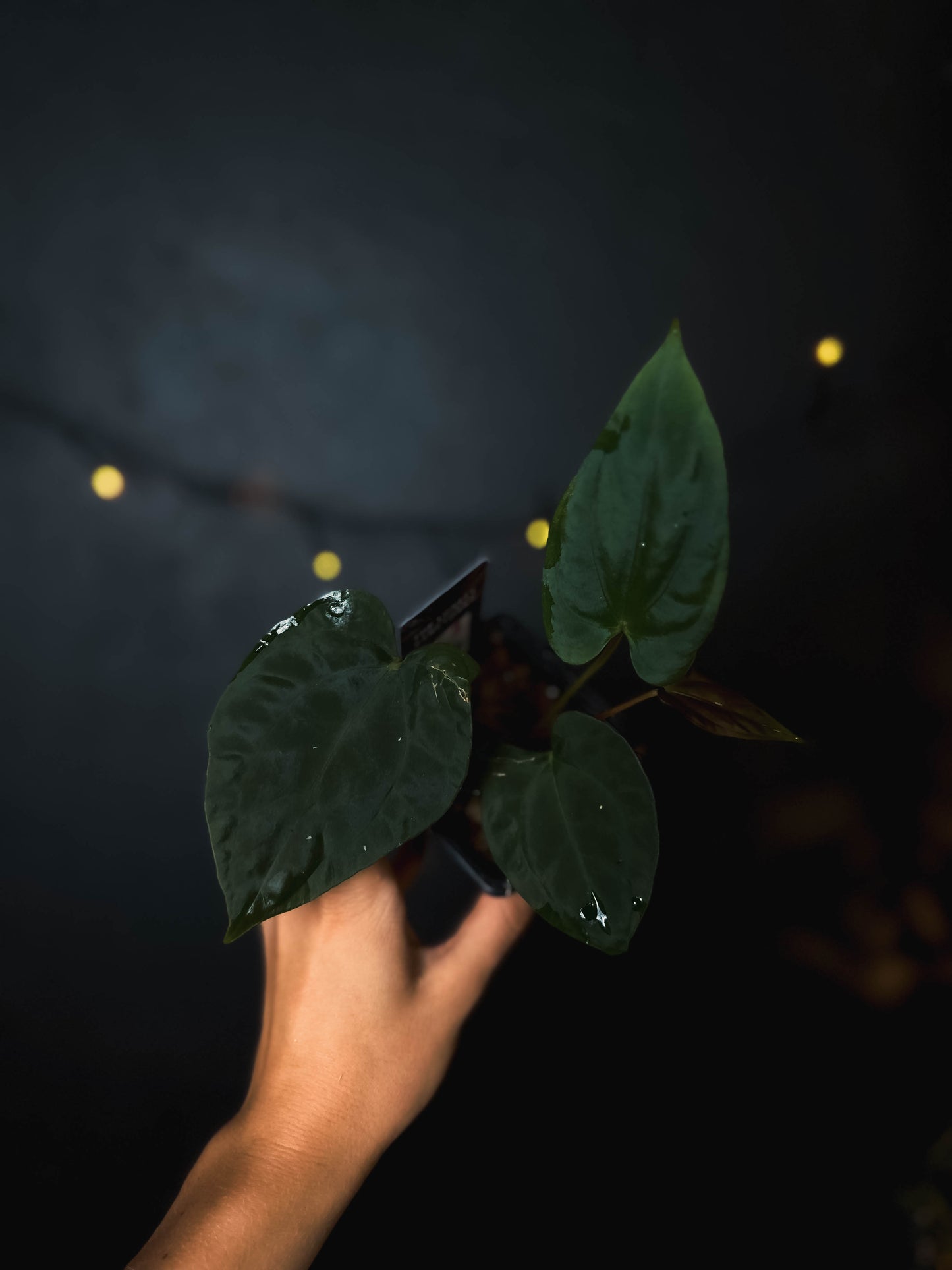 Anthurium Fort Sherman x dressleri RG - The Lonely Sanctuary