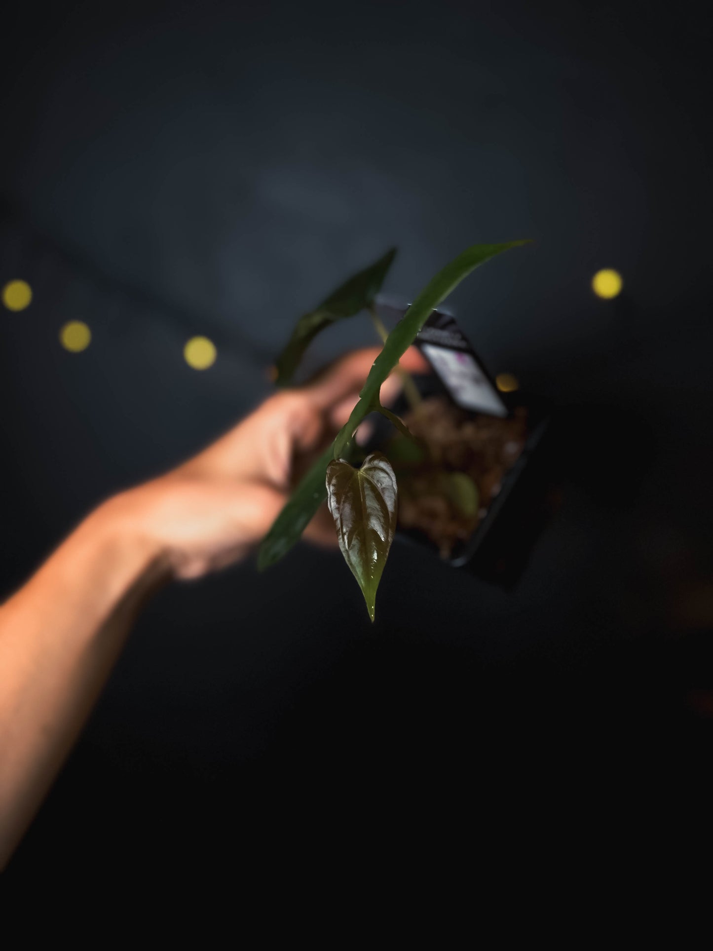 Anthurium Fort Sherman x dressleri RG - The Lonely Sanctuary