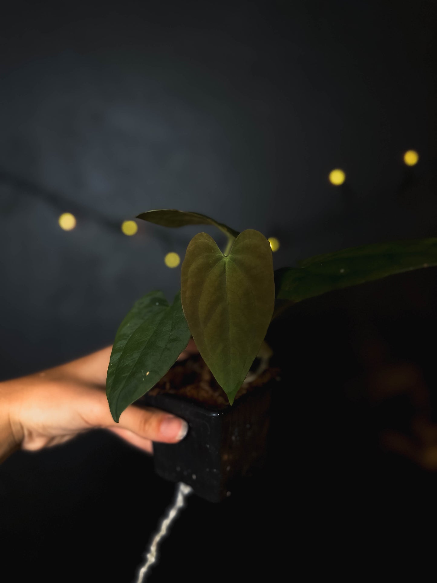Anthurium Fort Sherman x dressleri RG - The Lonely Sanctuary