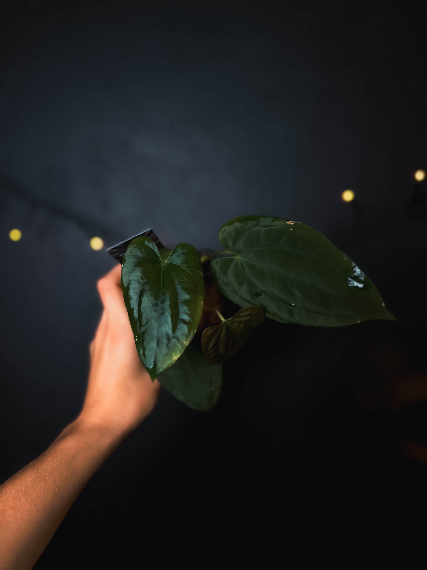 Anthurium Fort Sherman x dressleri RG - The Lonely Sanctuary