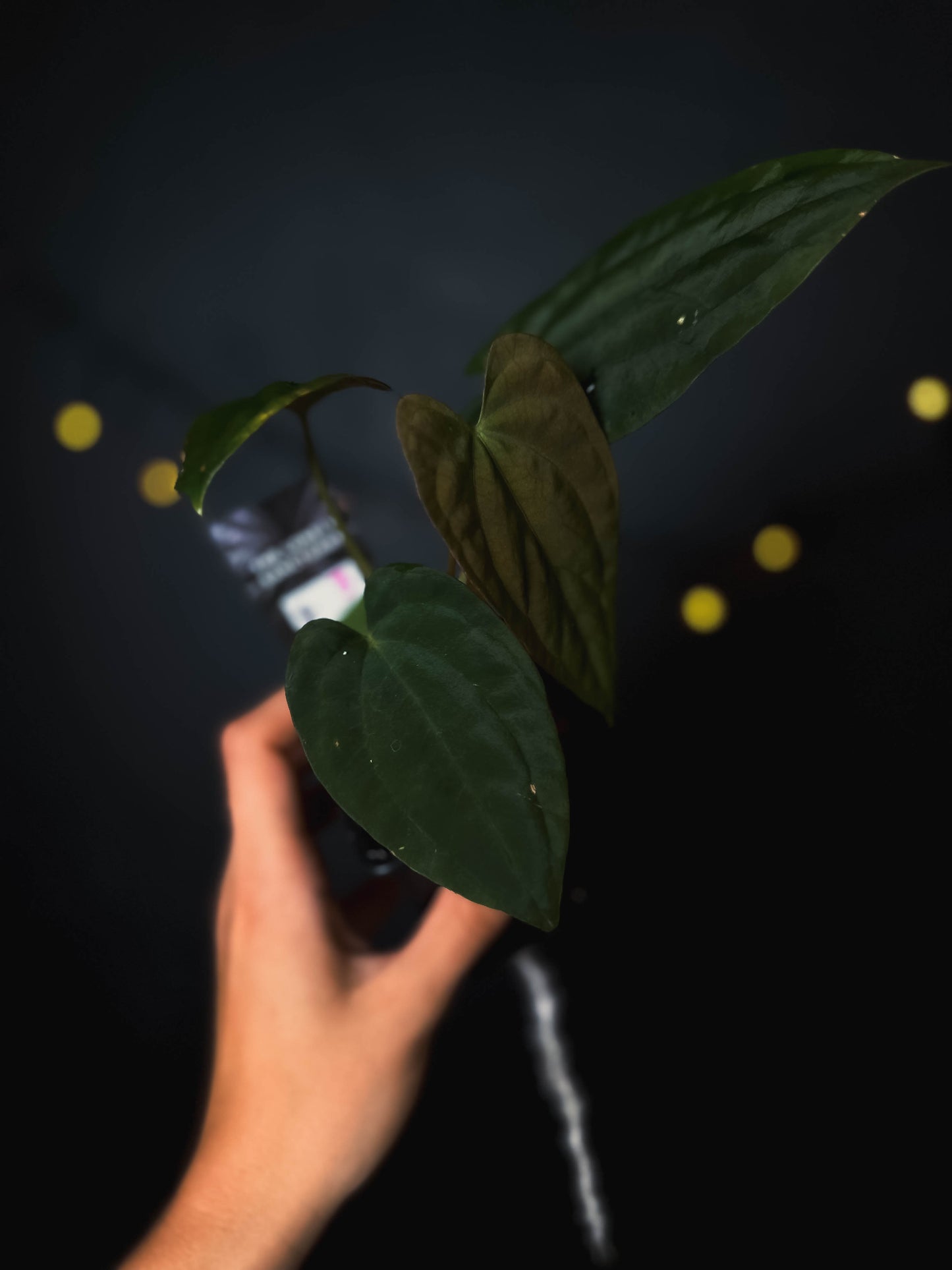 Anthurium Fort Sherman x dressleri RG - The Lonely Sanctuary