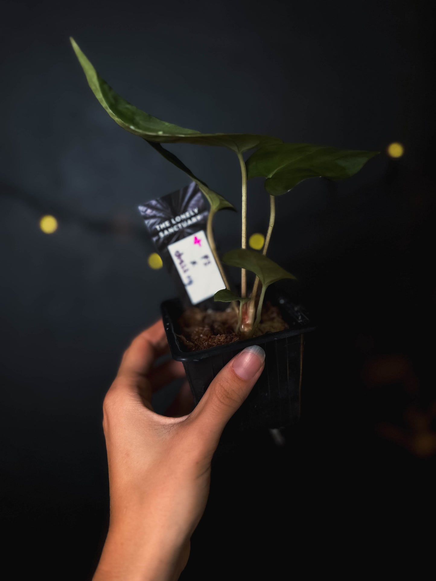 Anthurium Fort Sherman x dressleri RG - The Lonely Sanctuary