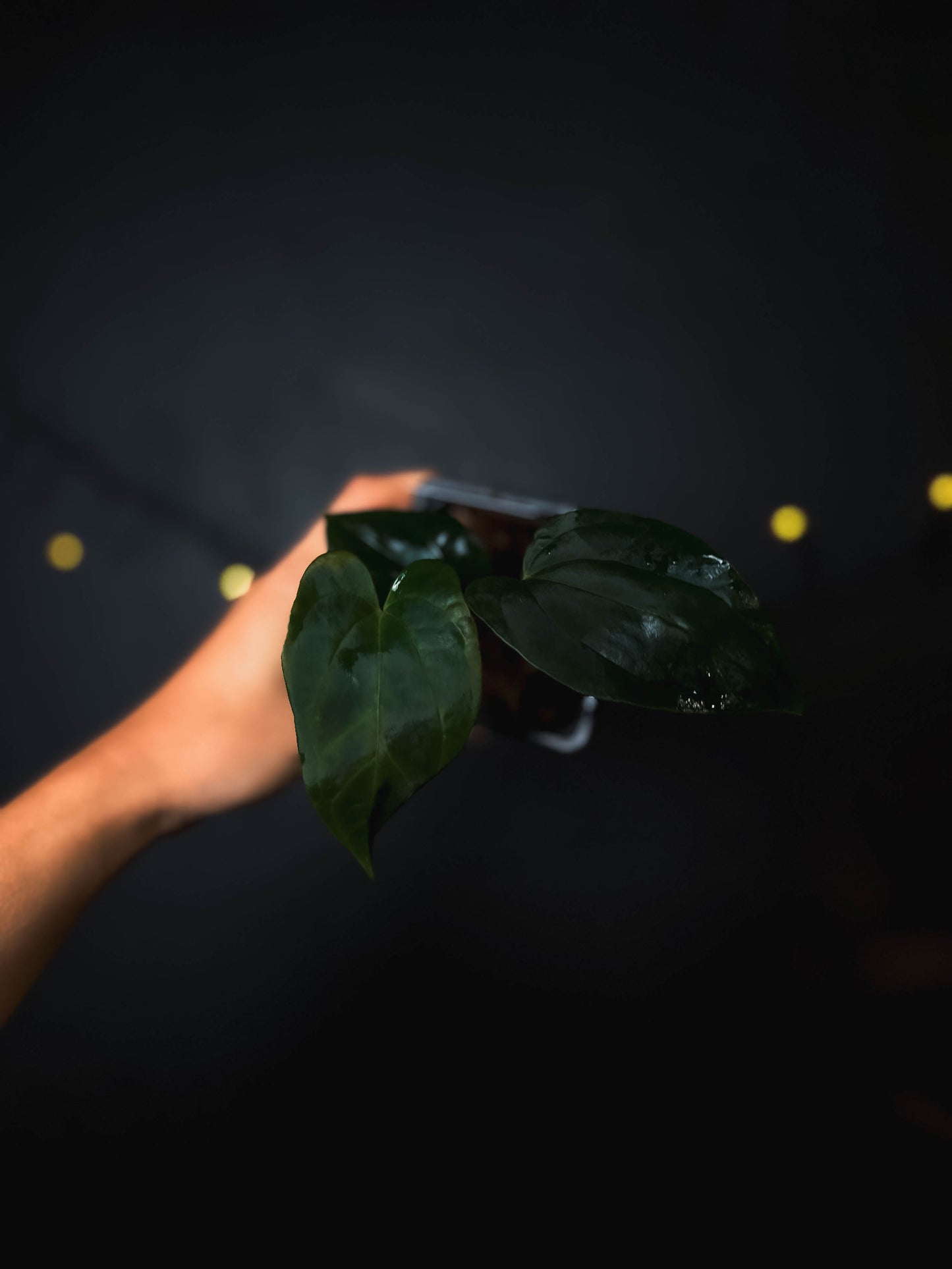 Anthurium Fort Sherman x dressleri RG - The Lonely Sanctuary