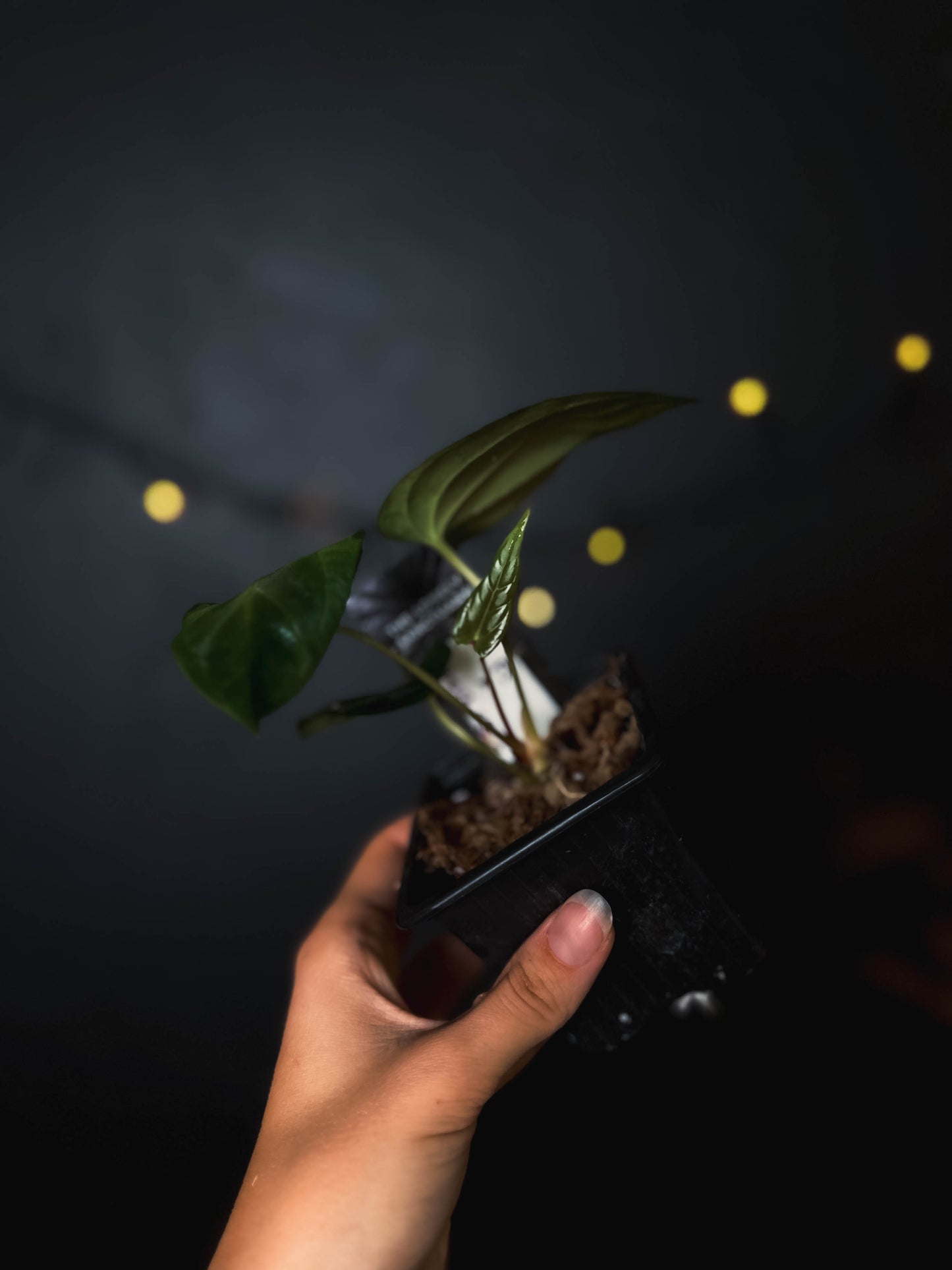 Anthurium Fort Sherman x dressleri RG - The Lonely Sanctuary
