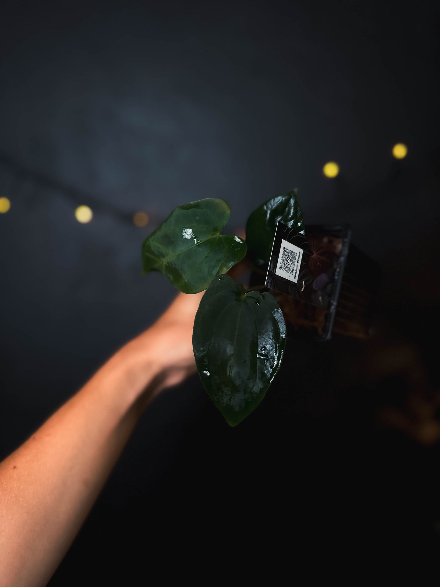 Anthurium Fort Sherman x dressleri RG - The Lonely Sanctuary