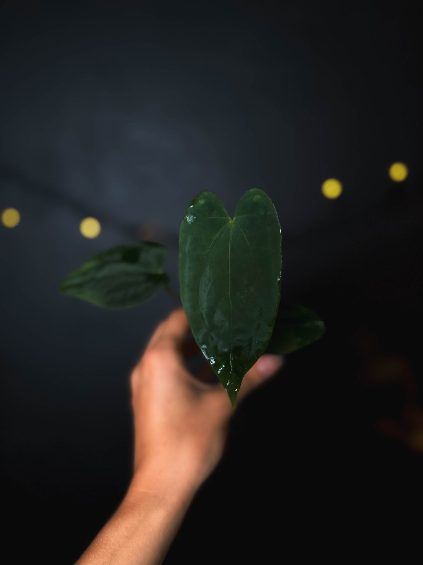 Anthurium Fort Sherman x dressleri RG - The Lonely Sanctuary