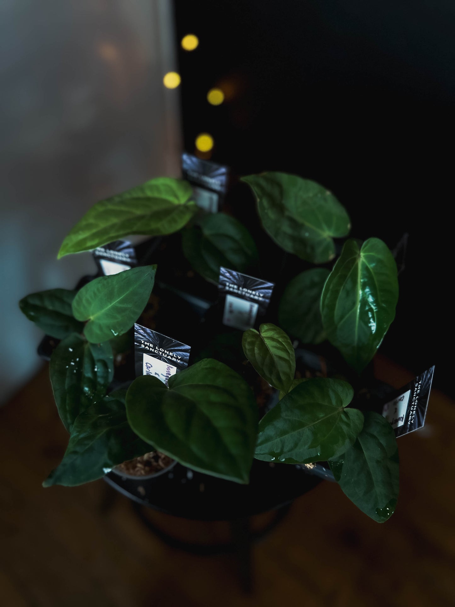 Anthurium kunayalense x carlablackiae - The Lonely Sanctuary
