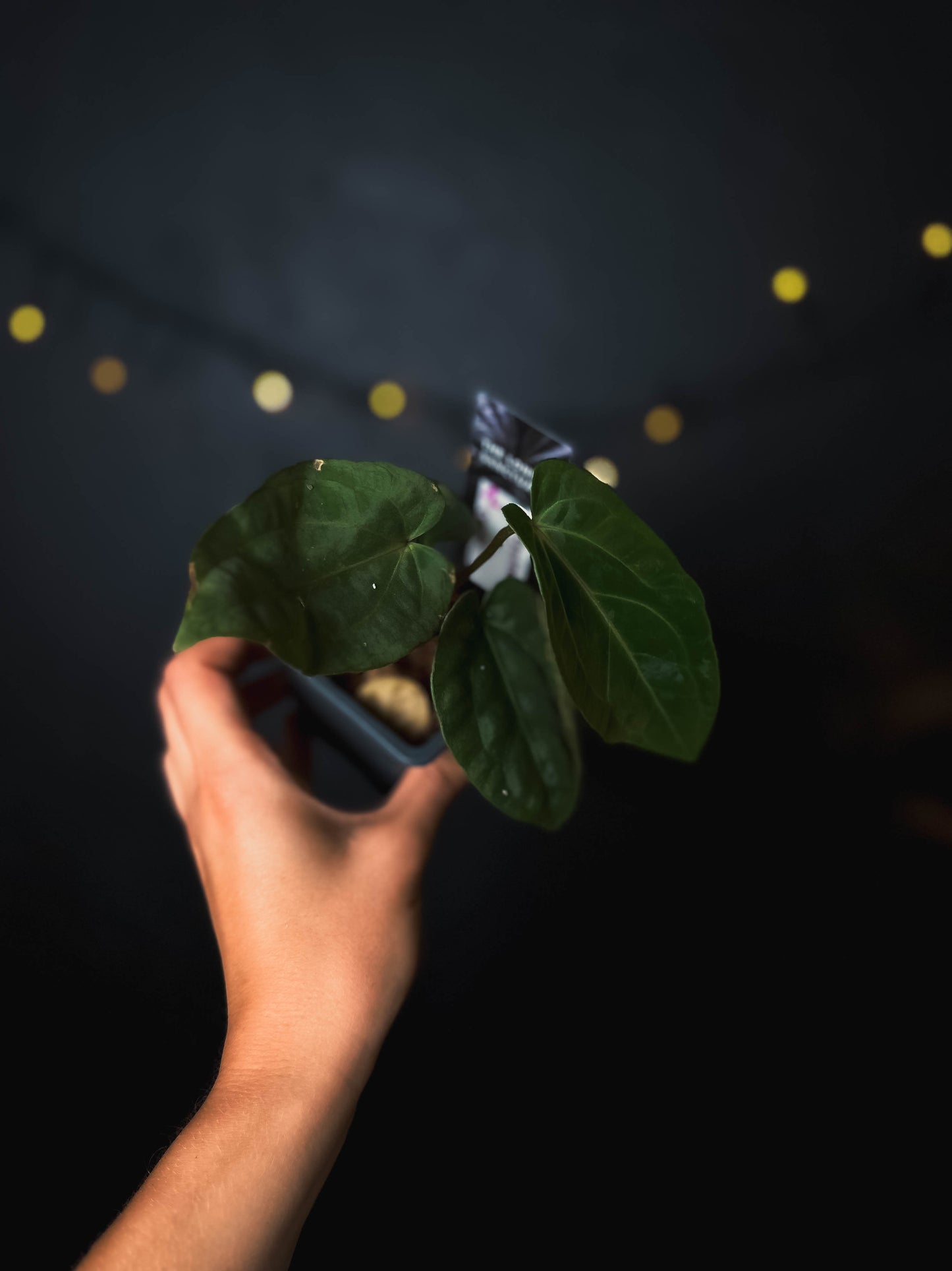 Anthurium kunayalense x carlablackiae - The Lonely Sanctuary