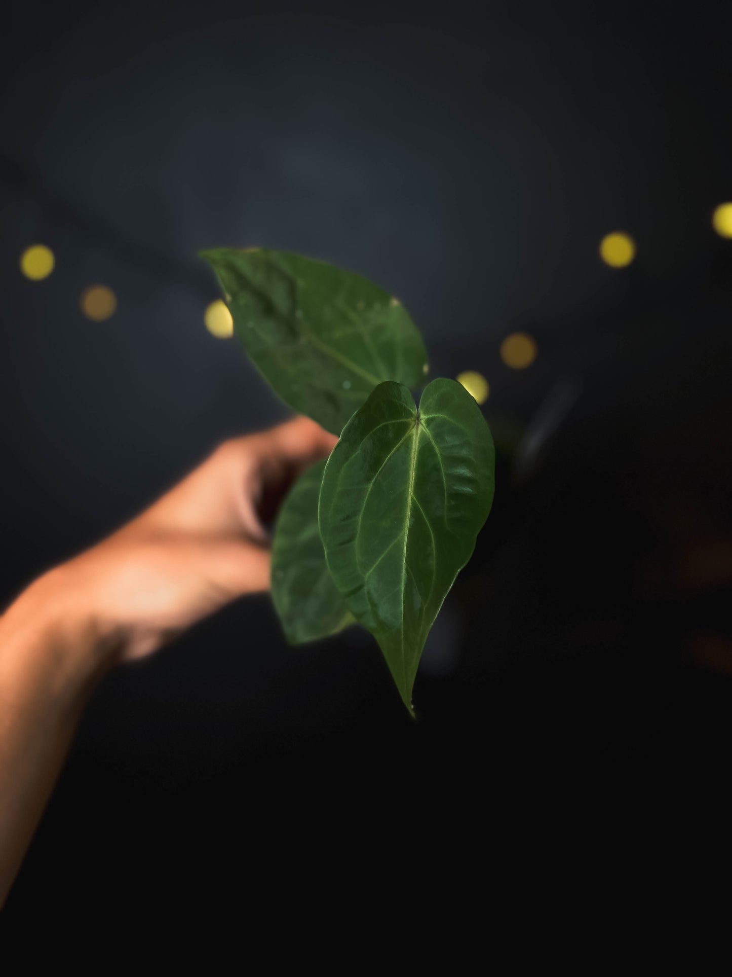 Anthurium kunayalense x carlablackiae - The Lonely Sanctuary