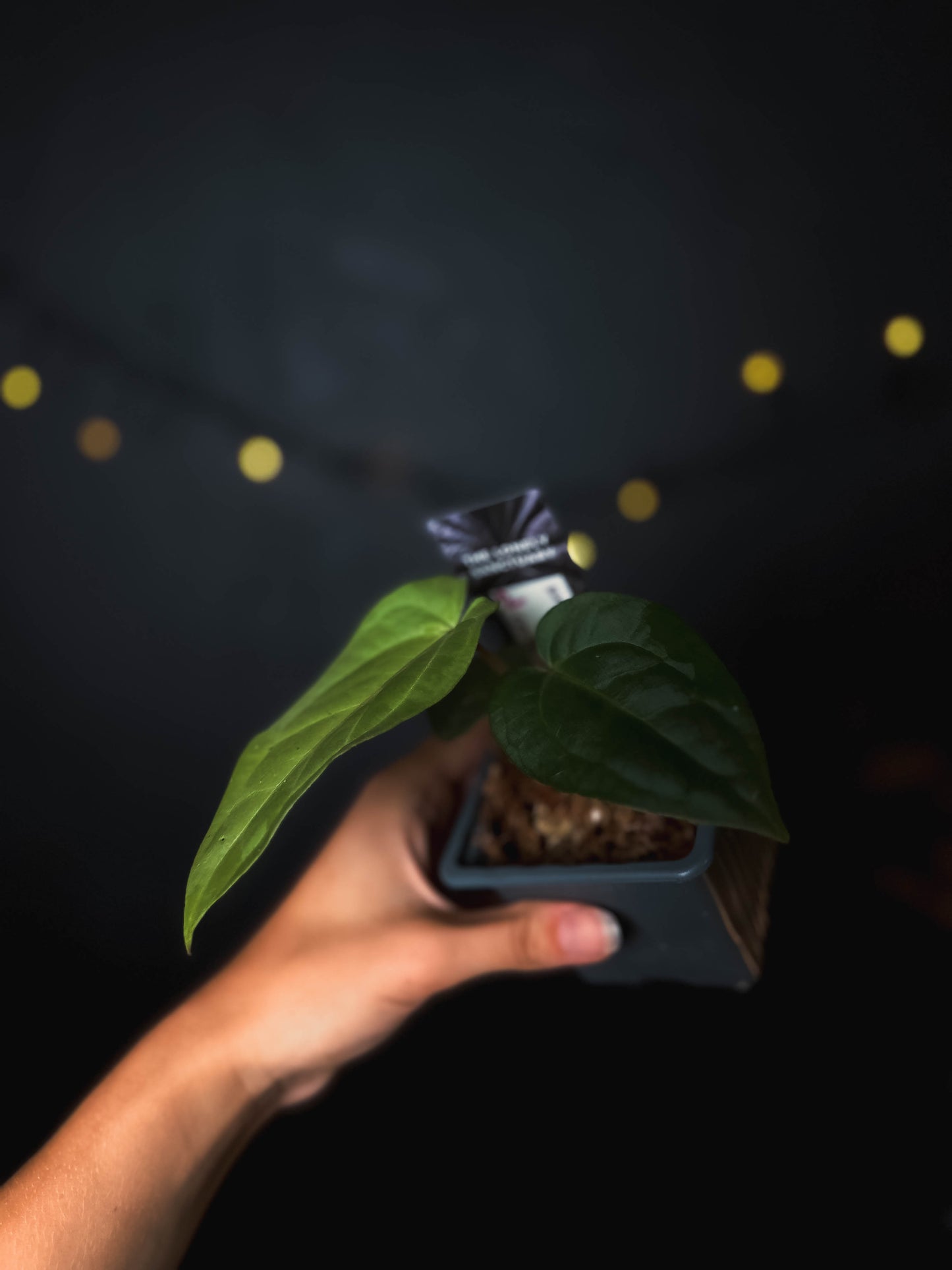 Anthurium kunayalense x carlablackiae - The Lonely Sanctuary