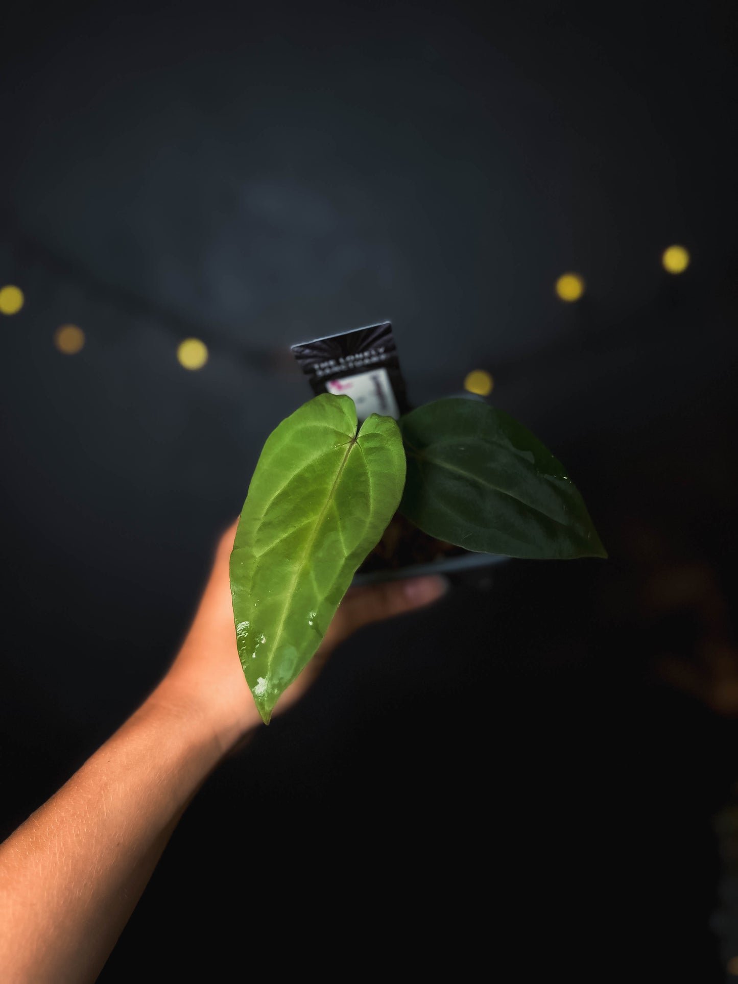 Anthurium kunayalense x carlablackiae - The Lonely Sanctuary