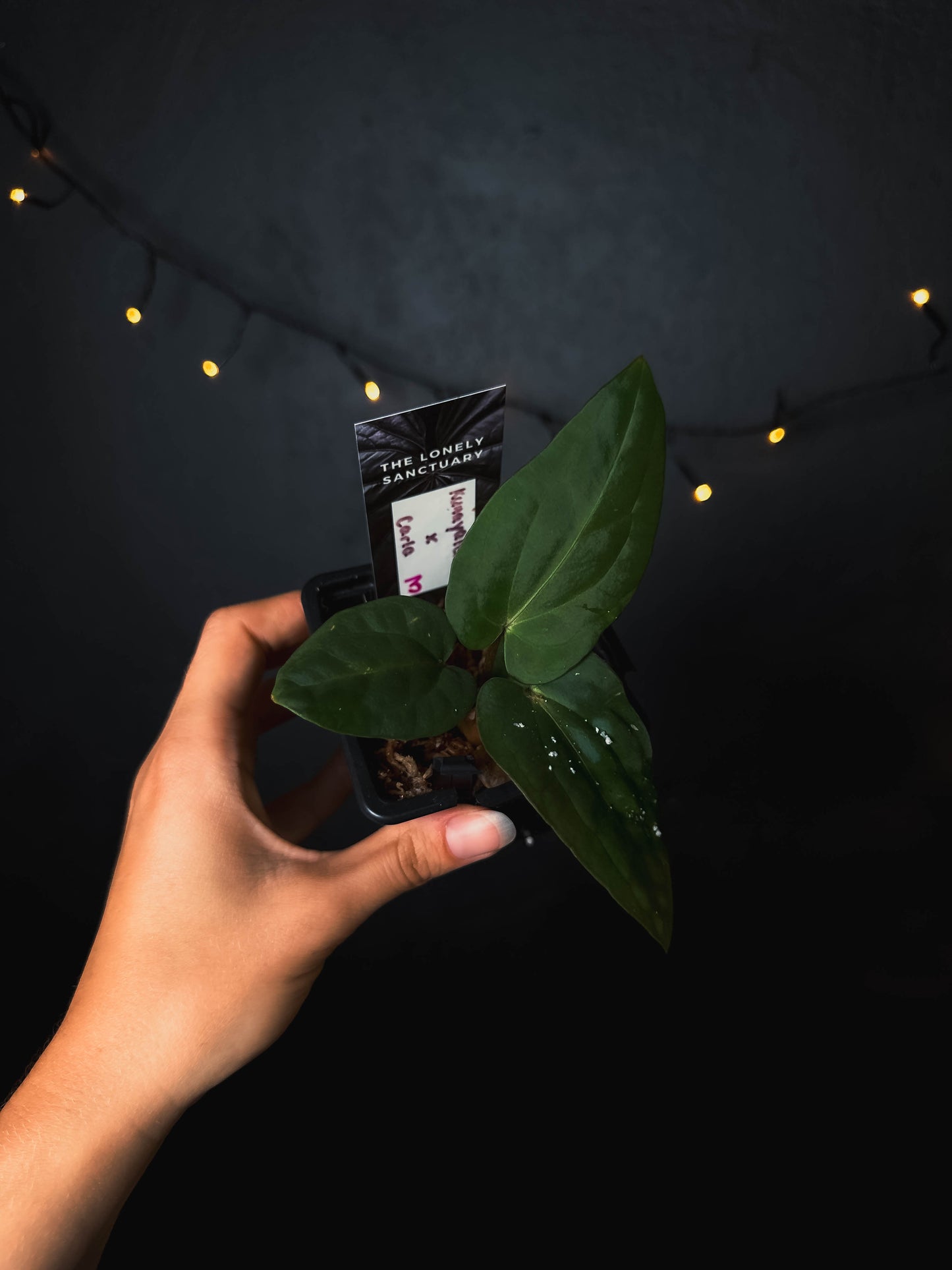 Anthurium kunayalense x carlablackiae - The Lonely Sanctuary