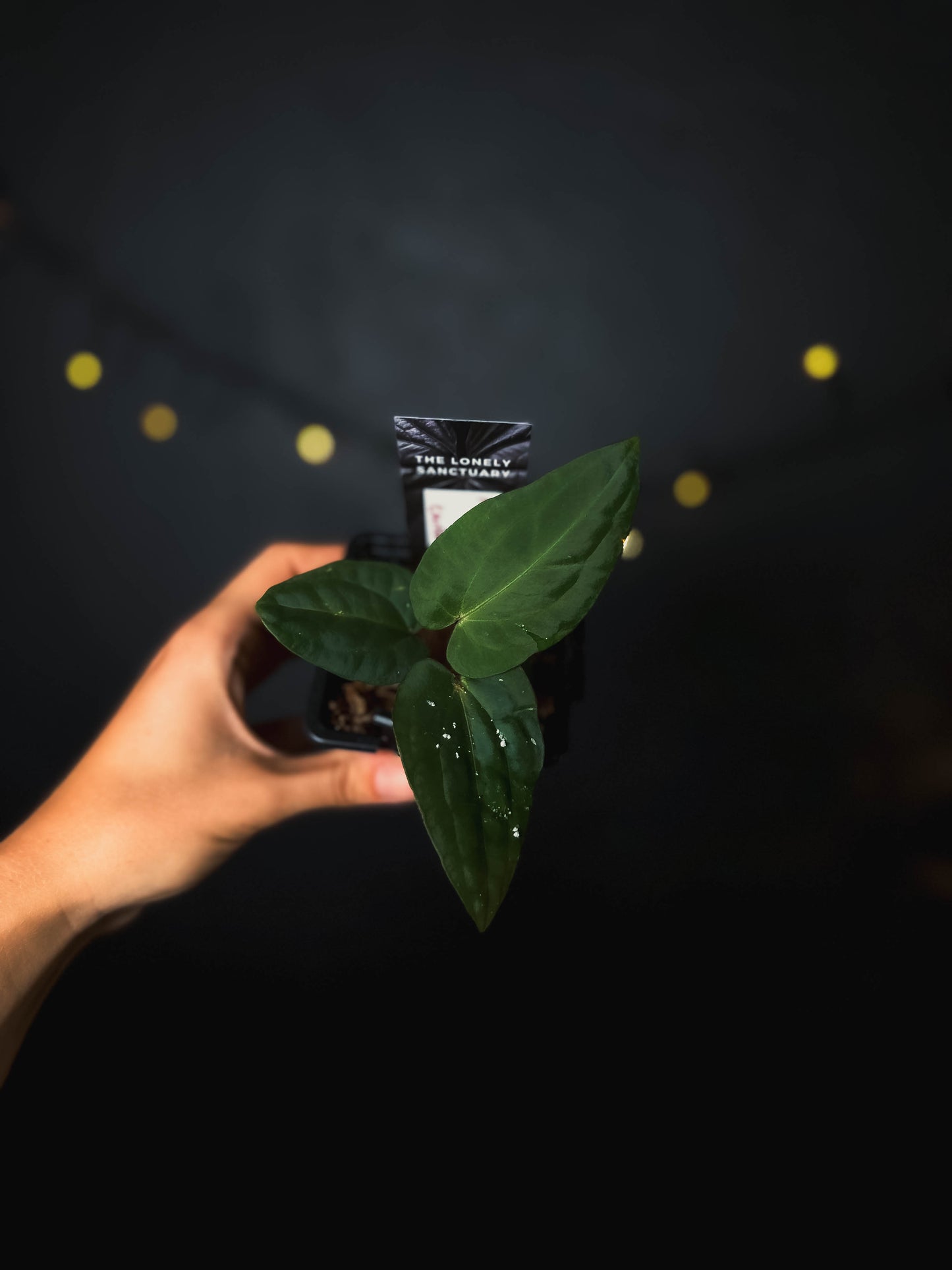 Anthurium kunayalense x carlablackiae - The Lonely Sanctuary