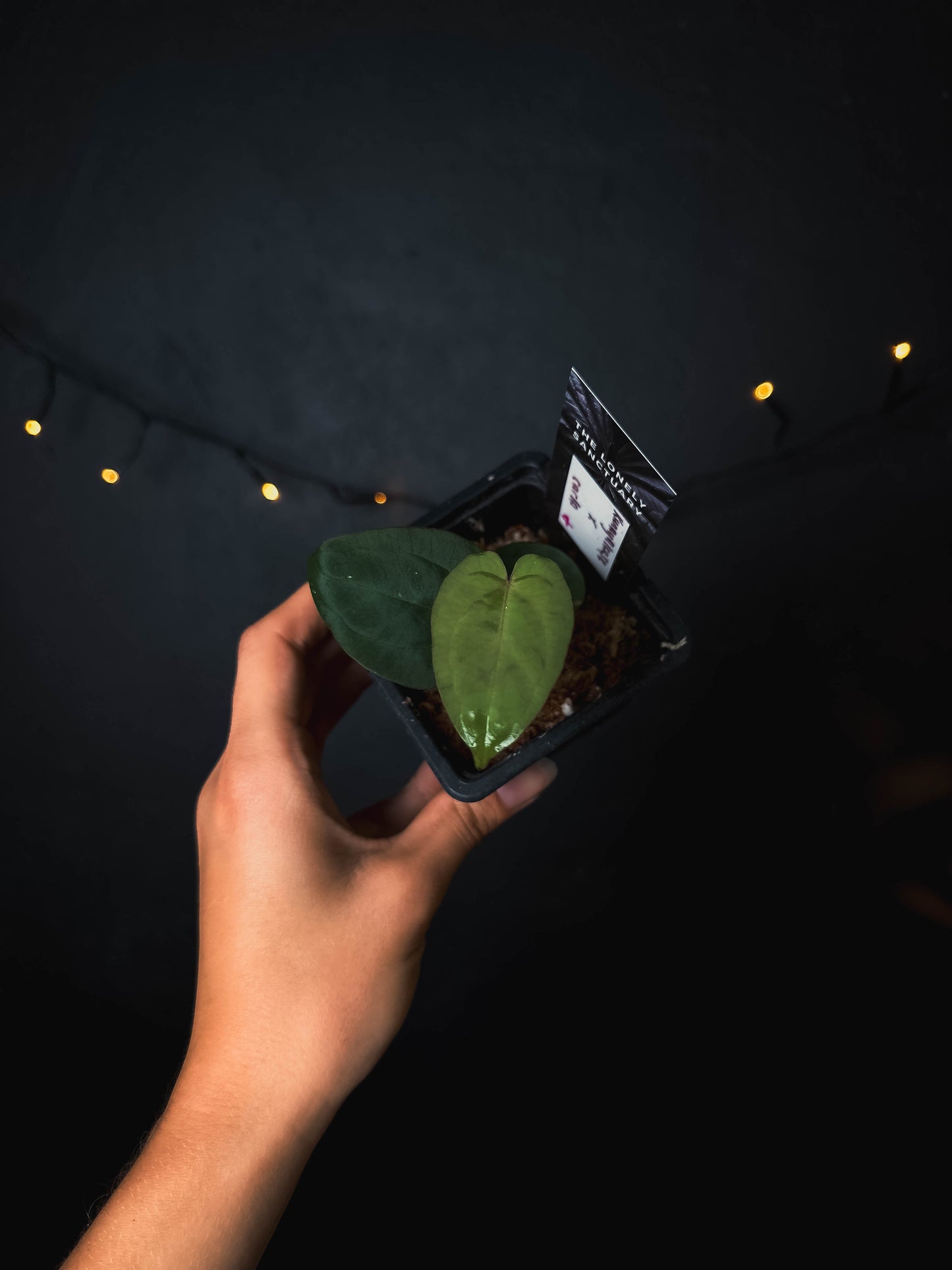 Anthurium kunayalense x carlablackiae - The Lonely Sanctuary