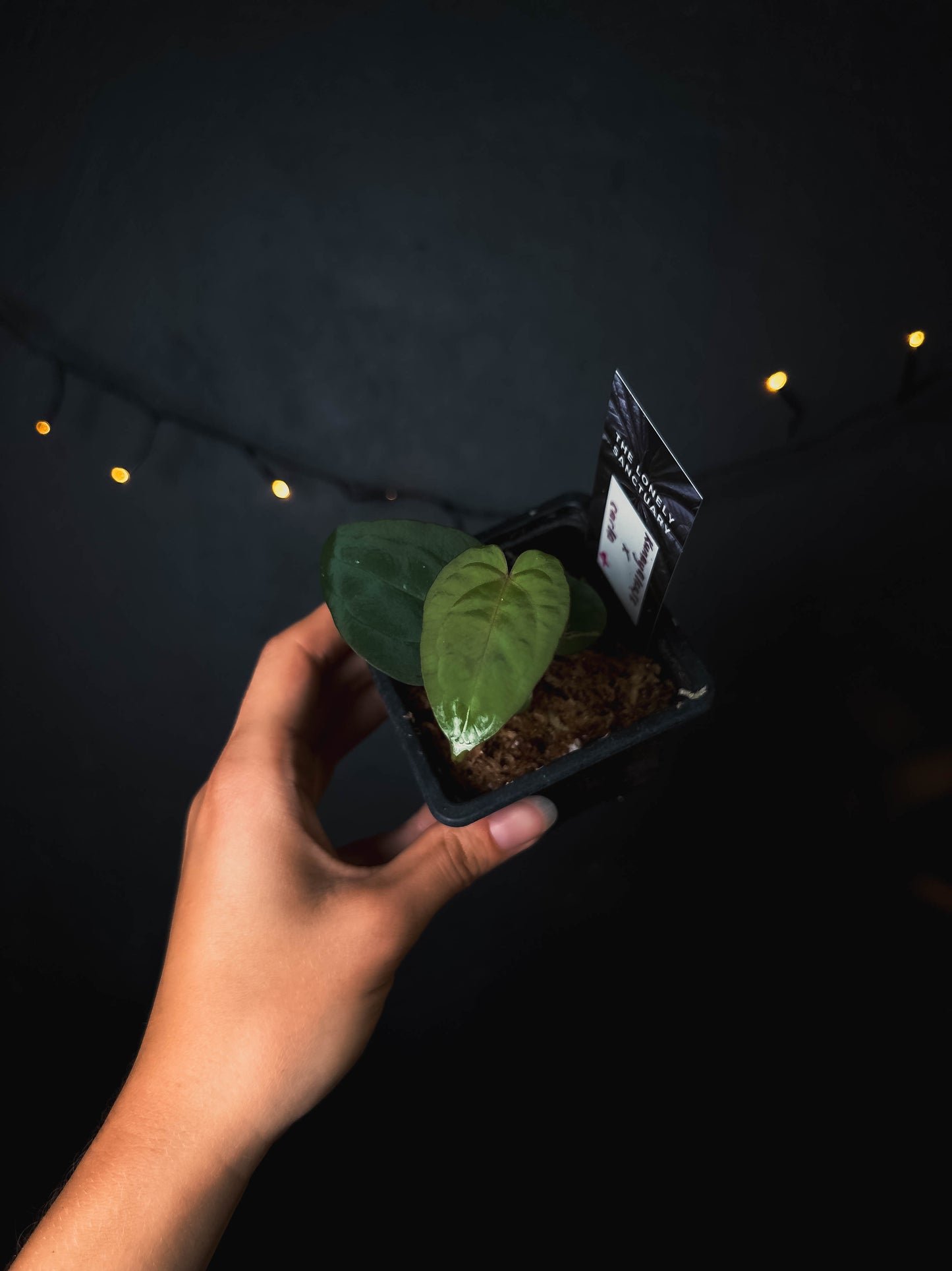 Anthurium kunayalense x carlablackiae - The Lonely Sanctuary