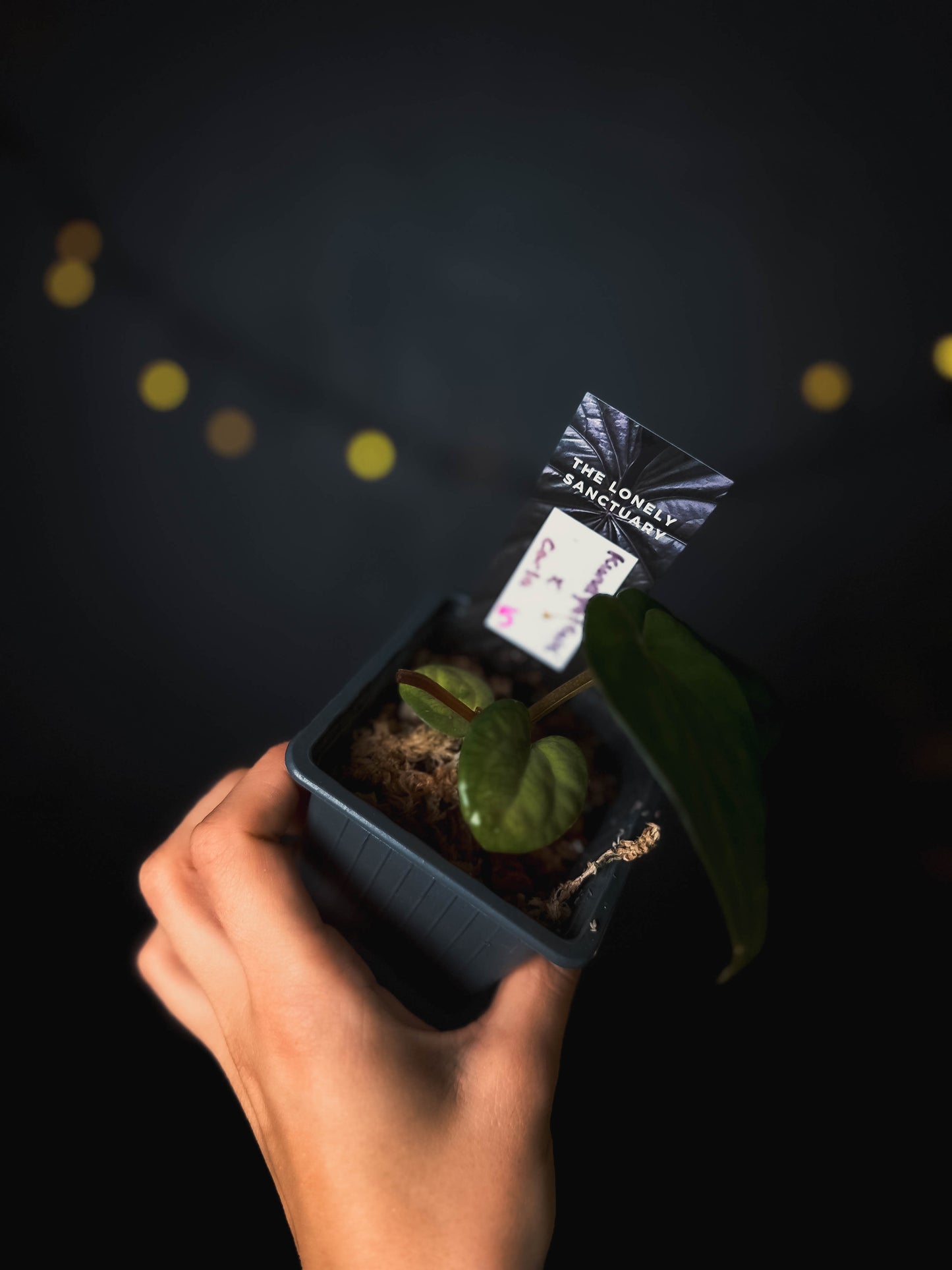 Anthurium kunayalense x carlablackiae - The Lonely Sanctuary