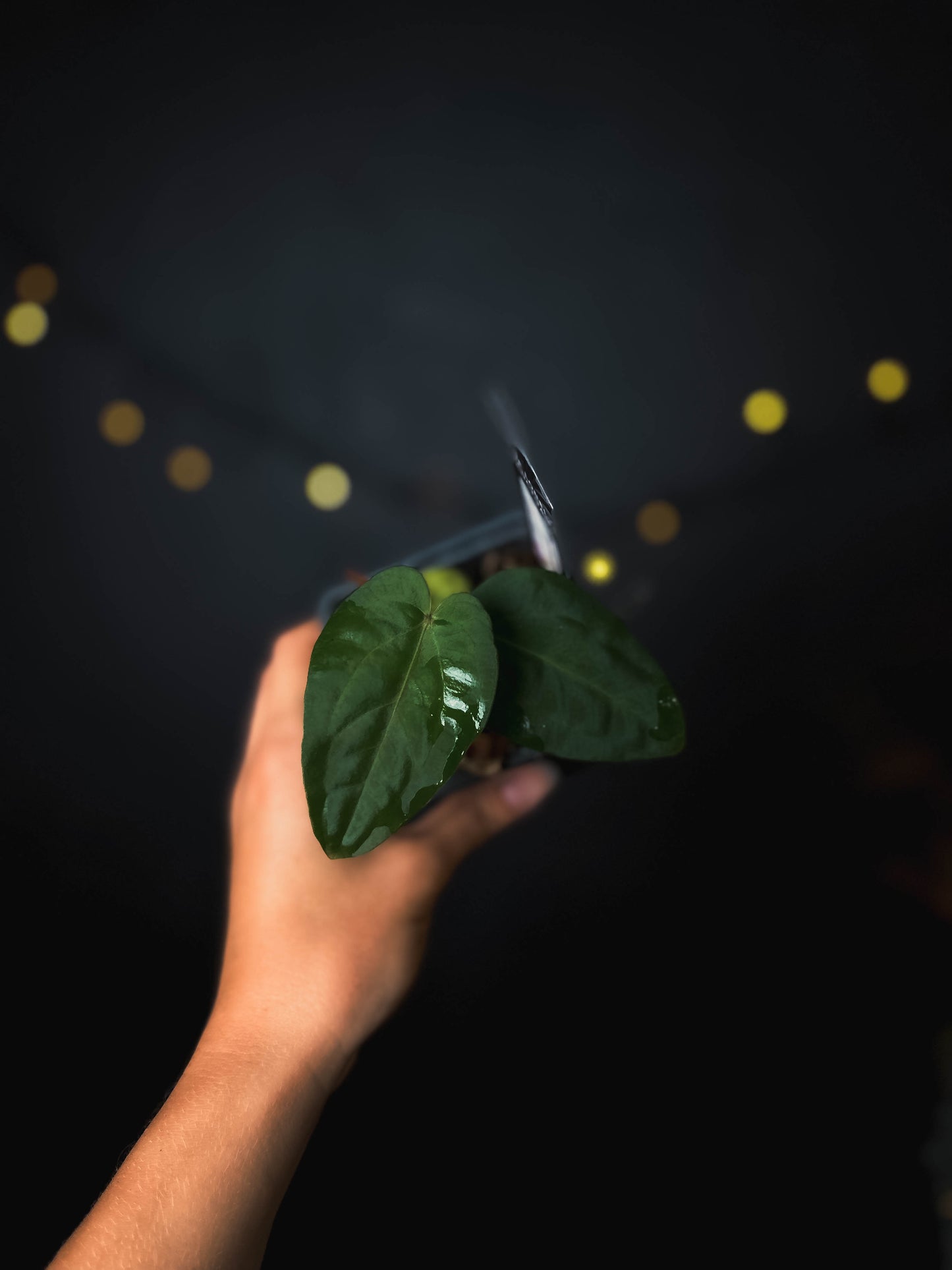 Anthurium kunayalense x carlablackiae - The Lonely Sanctuary