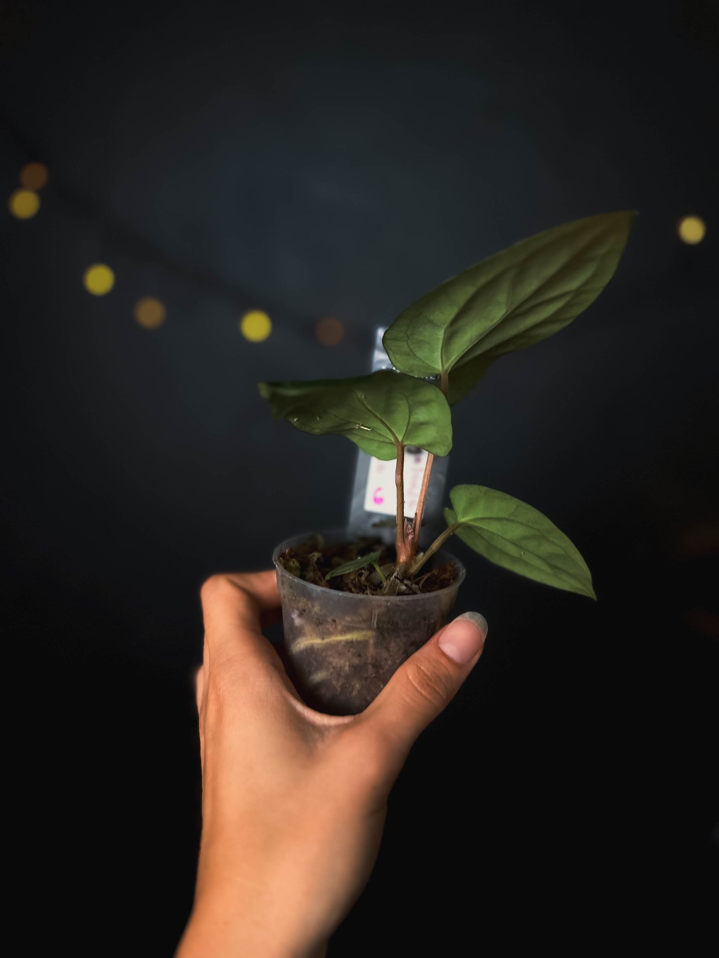 Anthurium kunayalense x carlablackiae - The Lonely Sanctuary