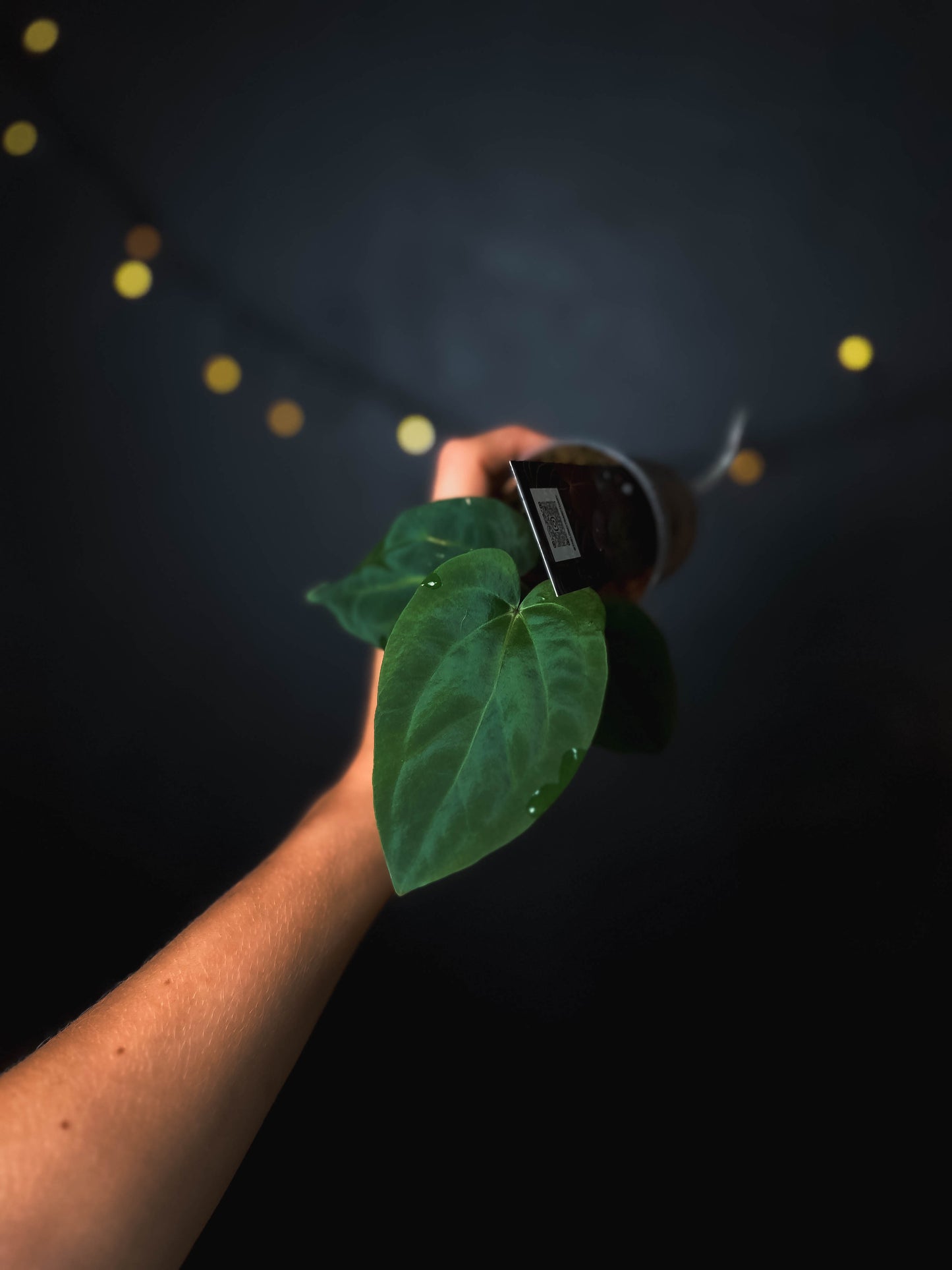 Anthurium kunayalense x carlablackiae - The Lonely Sanctuary