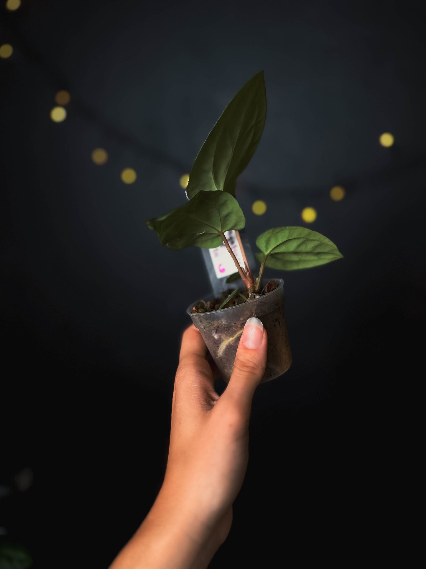 Anthurium kunayalense x carlablackiae - The Lonely Sanctuary