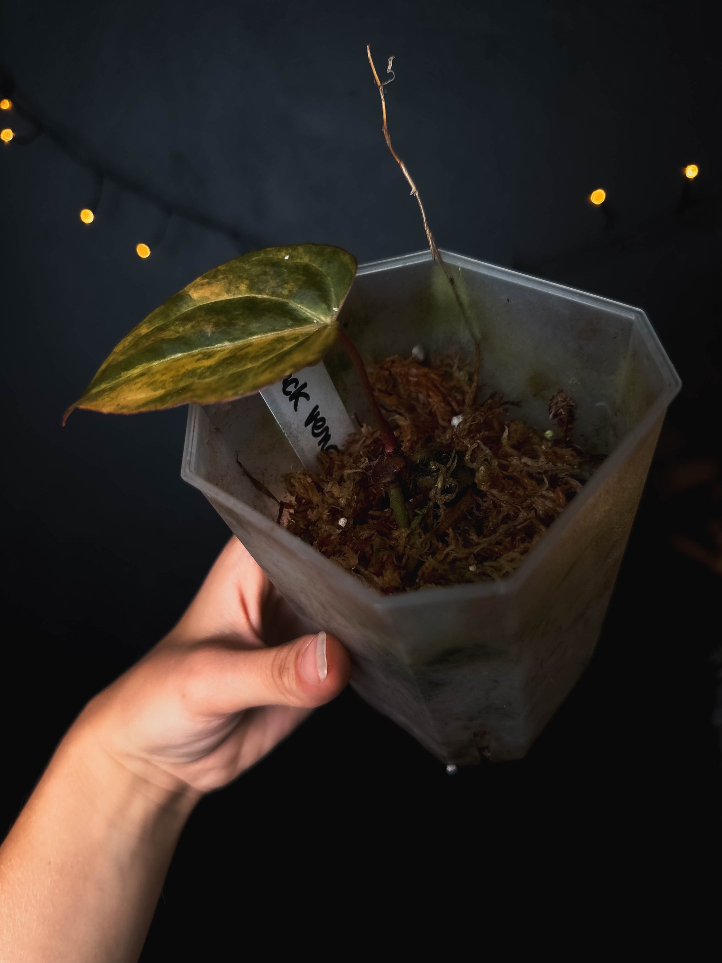 Anthurium Black Venom Variegata Clone
