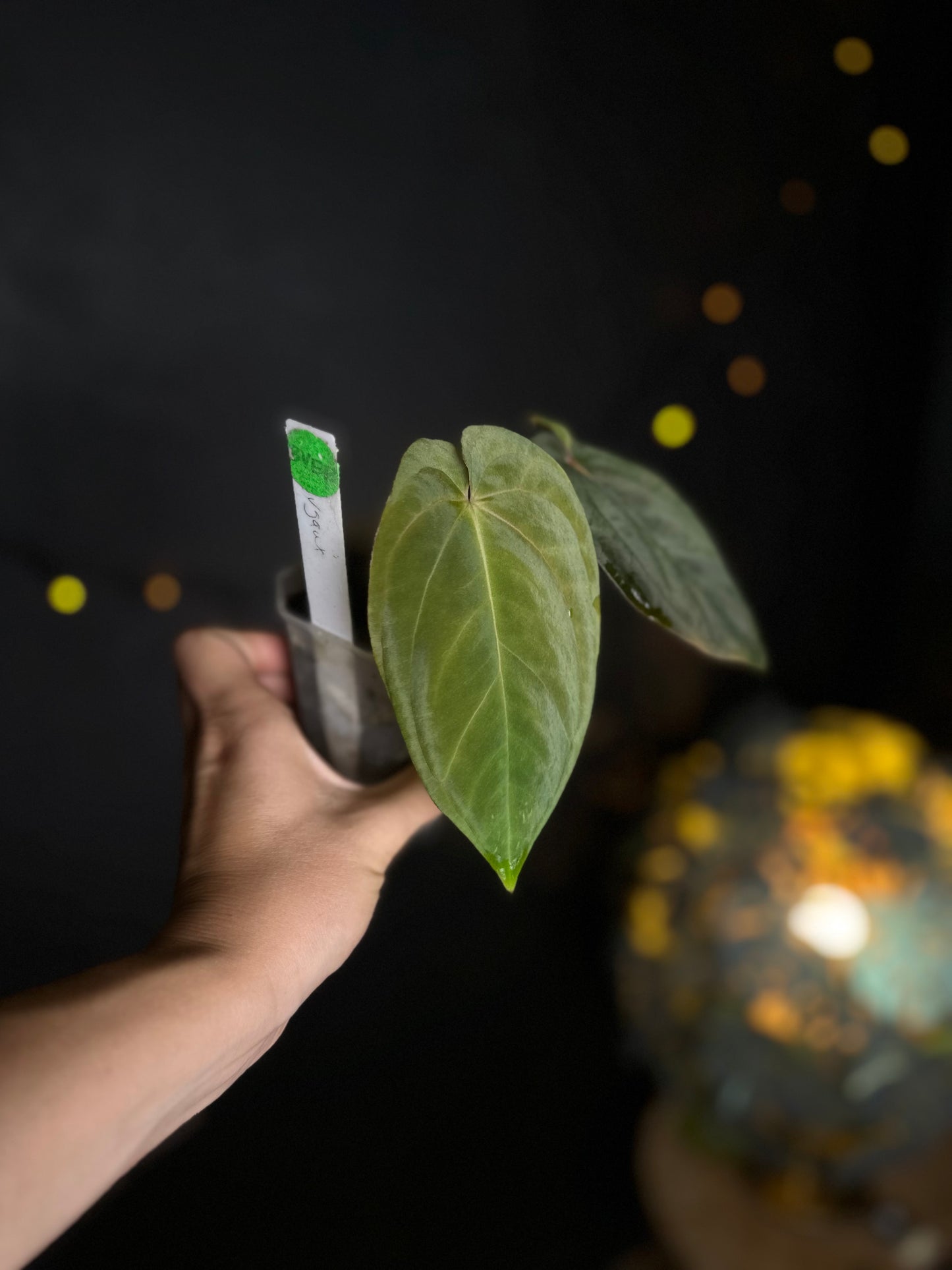 Anthurium Antalokii / BVEP S3 x OG1 - Scott Cohen